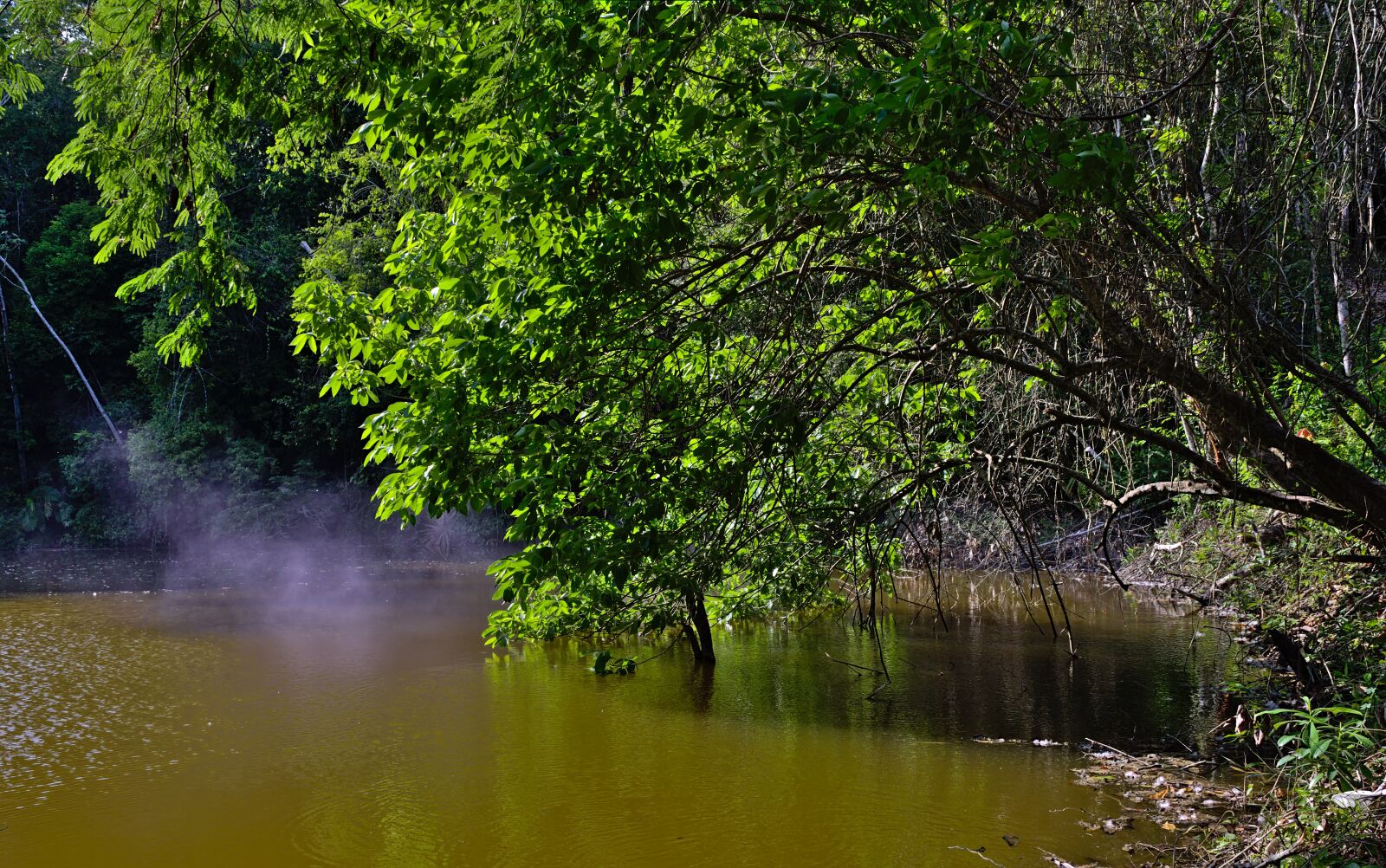 Nikon D7200 sample photo. Tree, water, nature photography