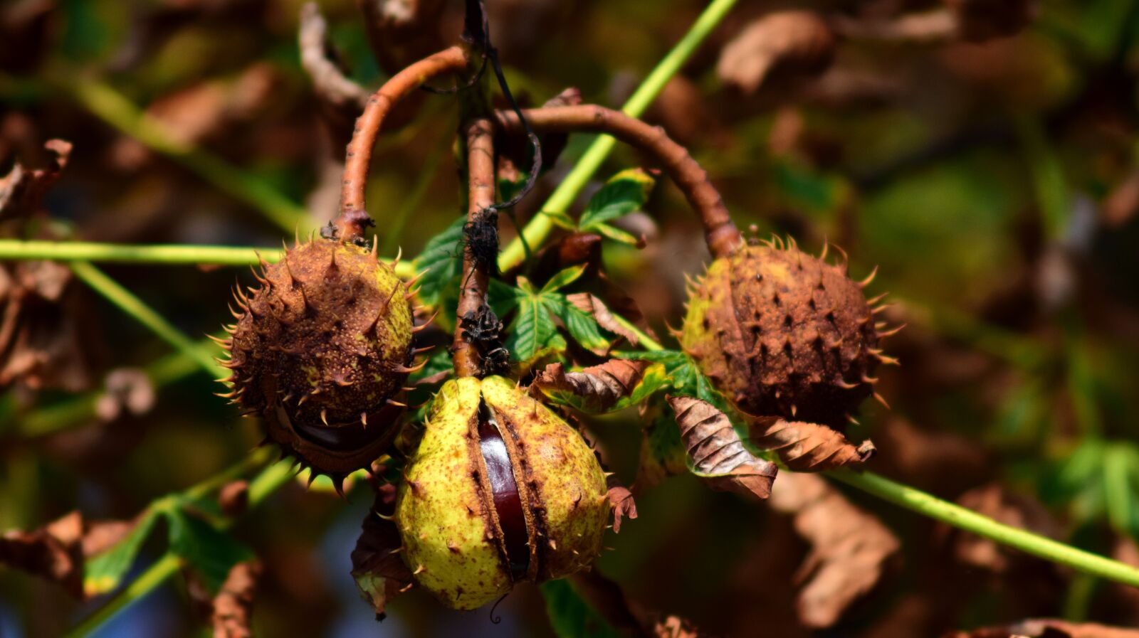 Nikon D3300 sample photo. Chestnut, fruit, autumn photography