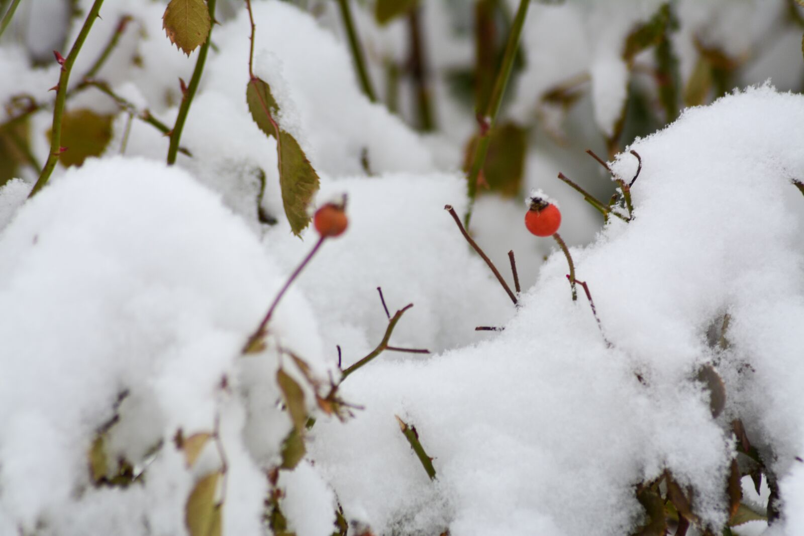 Nikon D5200 sample photo. Snow, berry, red photography