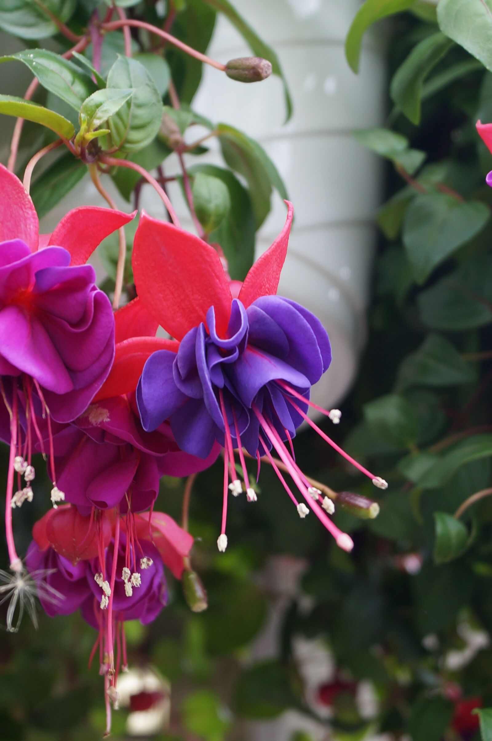 Sony SLT-A57 sample photo. Fuschia, flower, purple photography