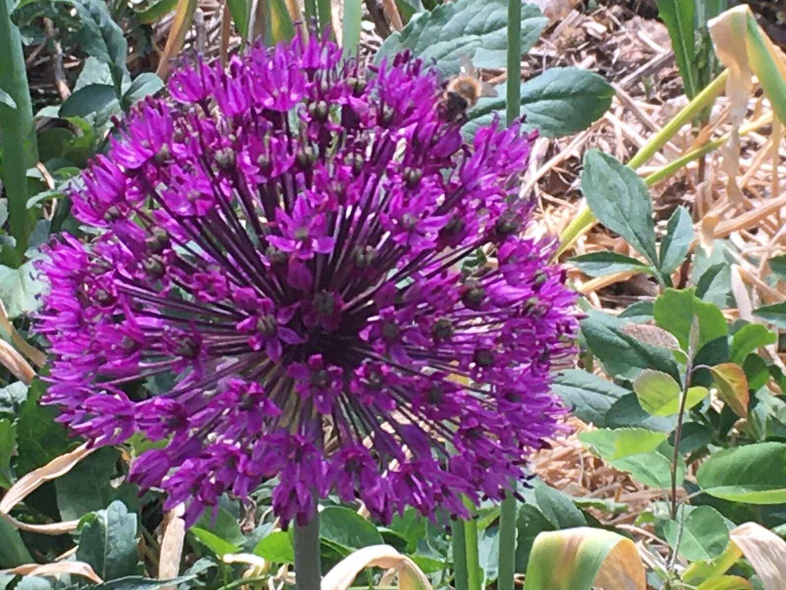 iPhone SE back camera 4.15mm f/2.2 sample photo. Flower, purple, blooms photography