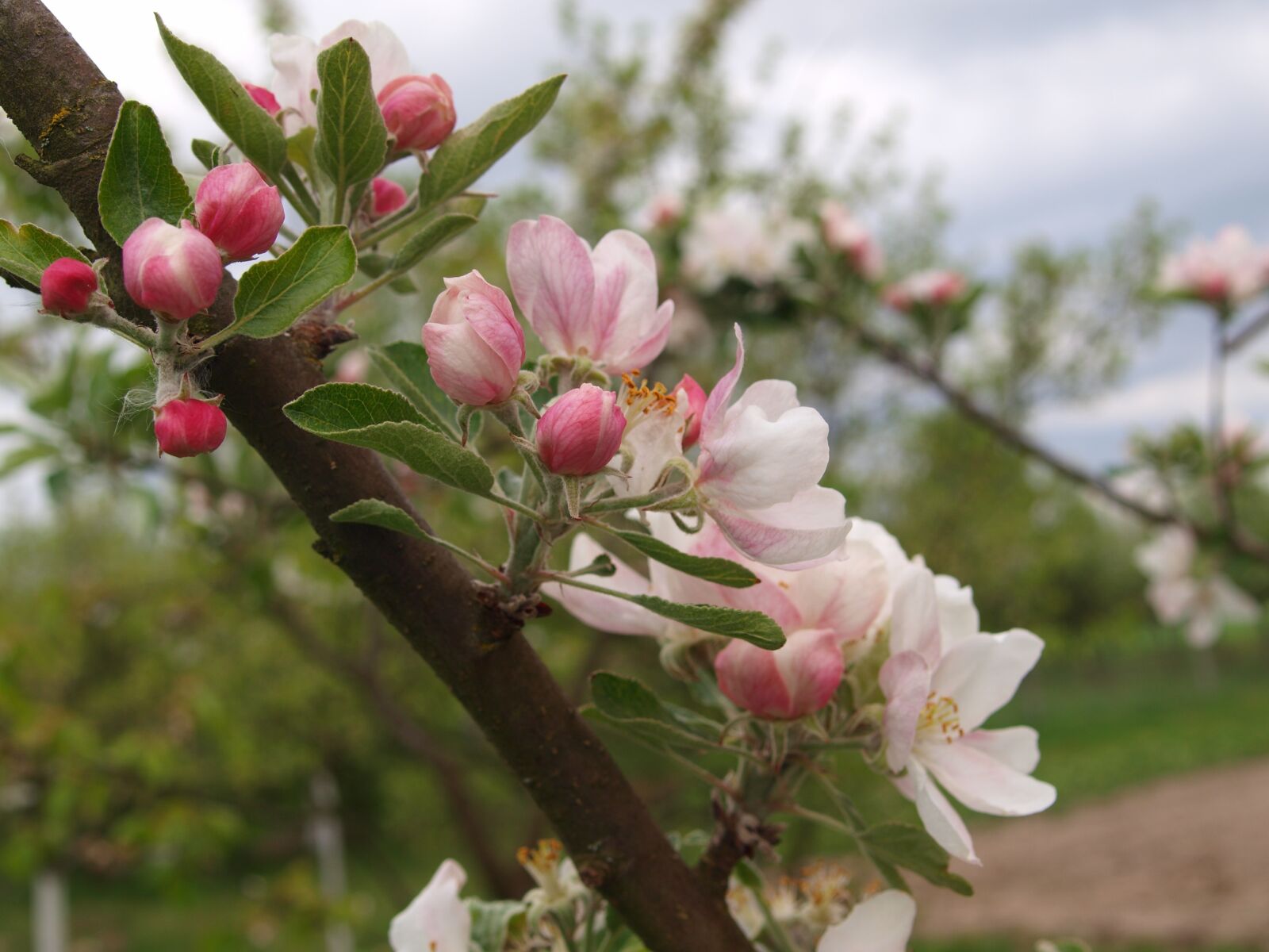 Olympus E-420 (EVOLT E-420) sample photo. Picnic, apple, flower photography