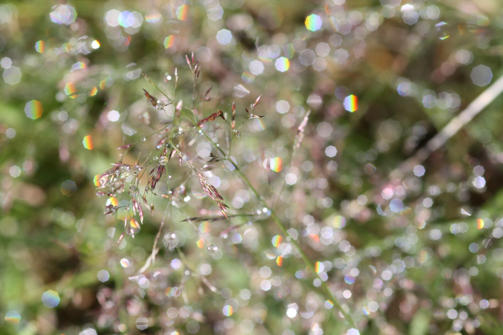 Canon EOS 1000D (EOS Digital Rebel XS / EOS Kiss F) sample photo. Dew, rain, raindrop photography