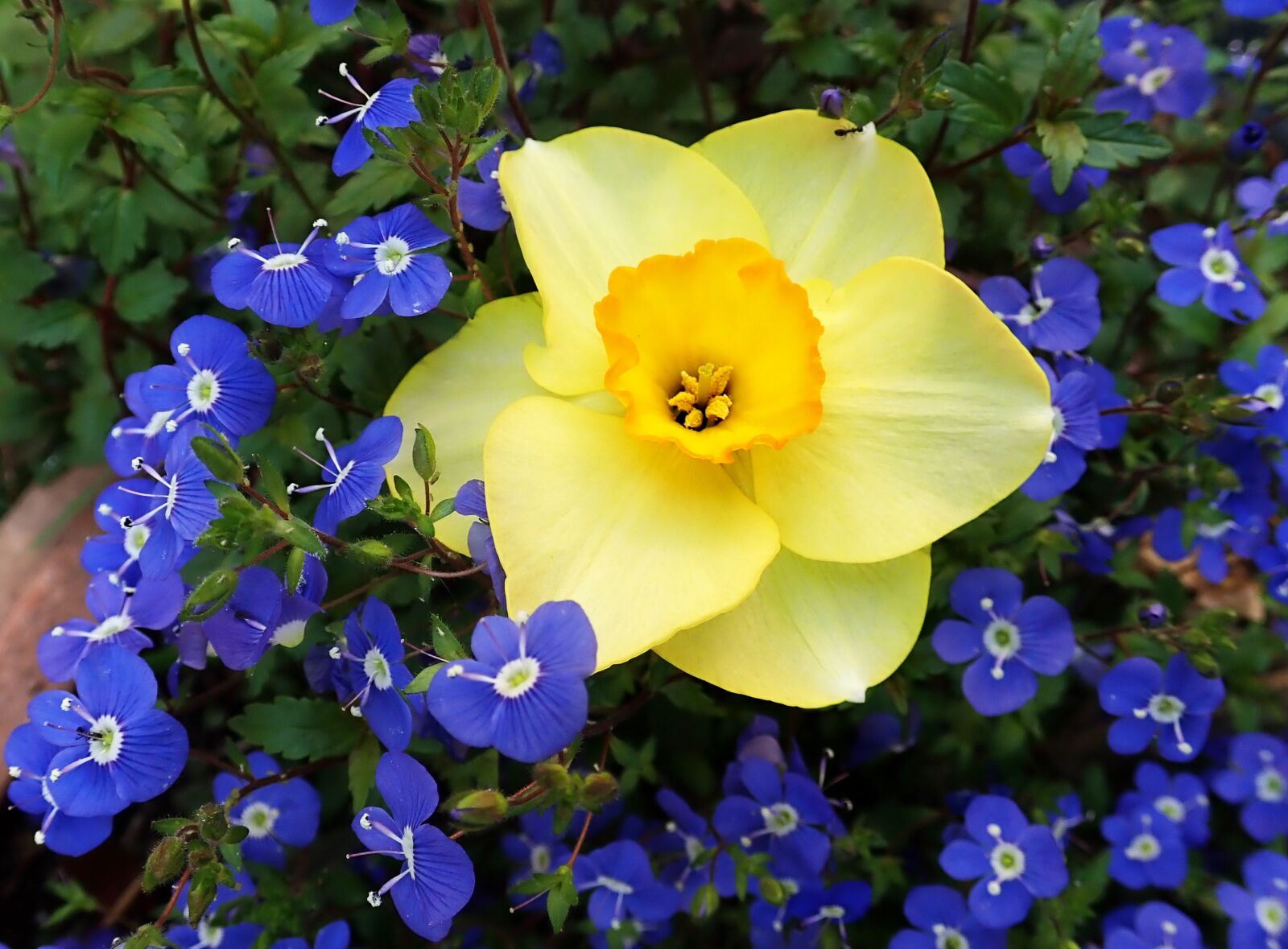 Olympus TG-5 sample photo. Daffodil, blue flowers, spring photography