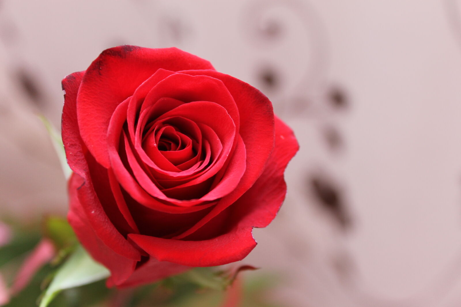 Canon EOS 1100D (EOS Rebel T3 / EOS Kiss X50) sample photo. Flower, red, roses photography