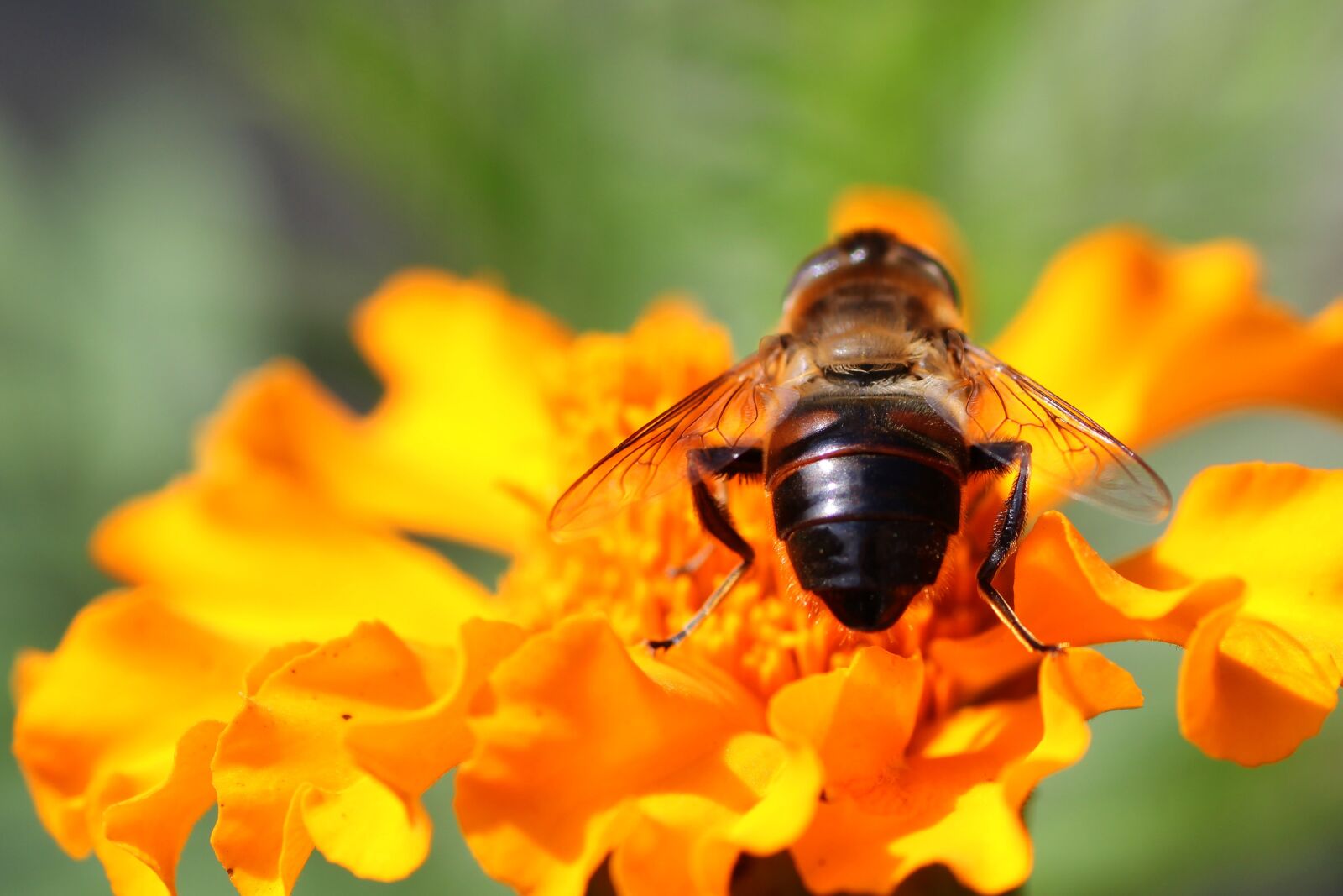 Tamron SP 90mm F2.8 Di VC USD 1:1 Macro sample photo. Fly, close up, wing photography