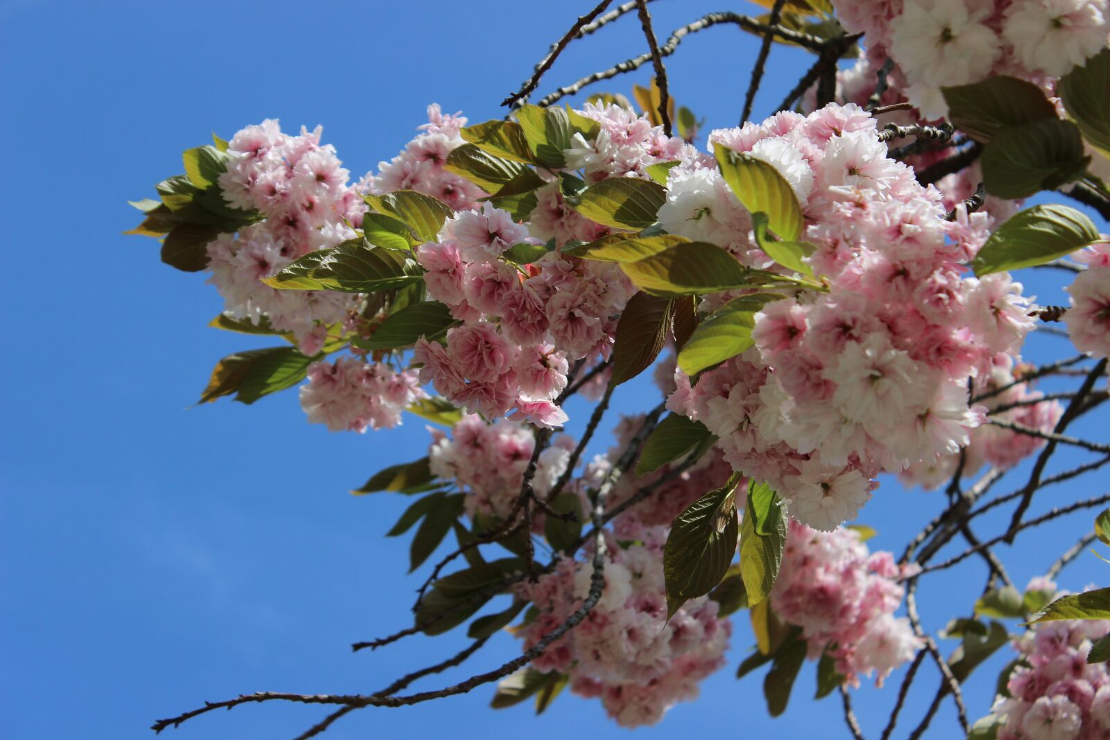 Canon EOS 600D (Rebel EOS T3i / EOS Kiss X5) sample photo. Cherry blossom, sky, blue photography