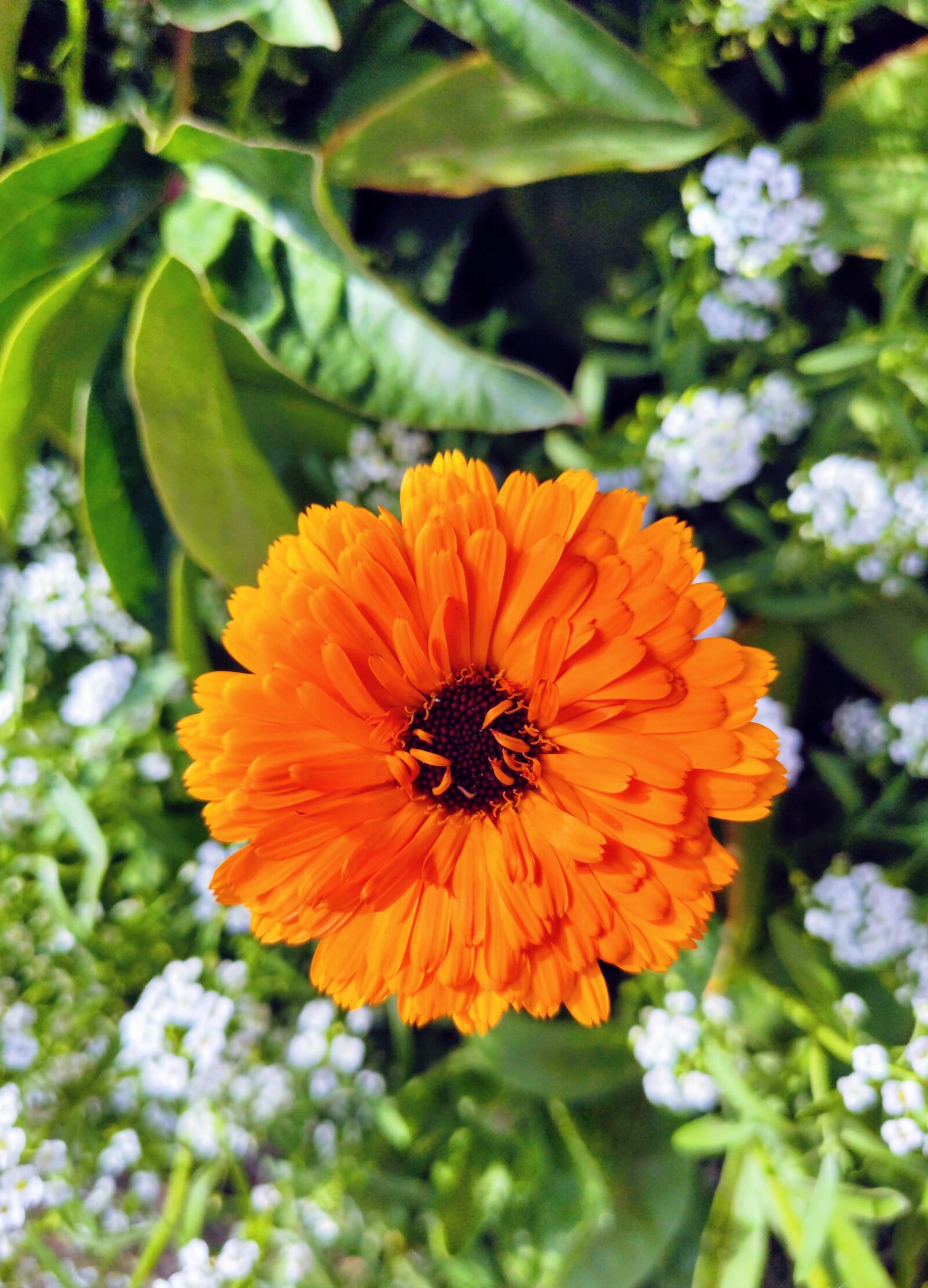 Xiaomi MI 9 sample photo. Flower, orange, garden photography