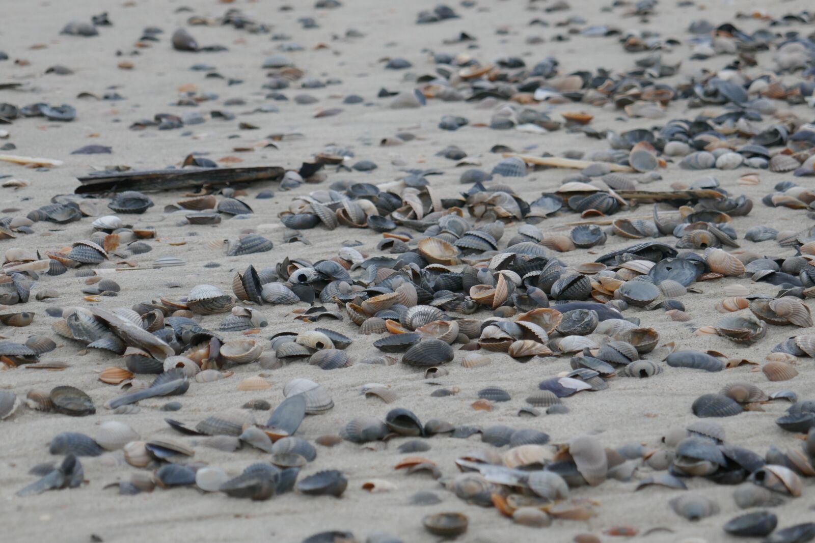 Panasonic DMC-TZ101 sample photo. Flotsam, mussels, beach photography