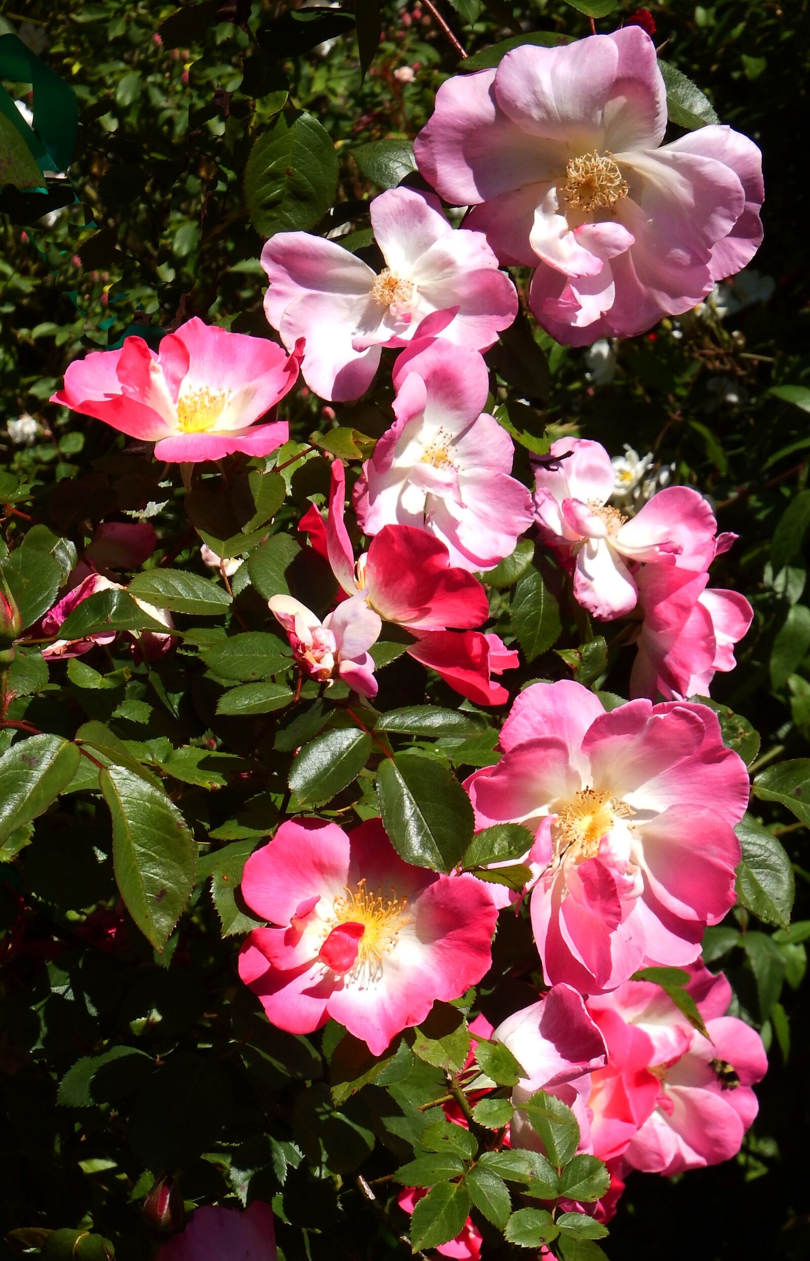 Fujifilm FinePix SL1000 sample photo. Wild, roses, red photography