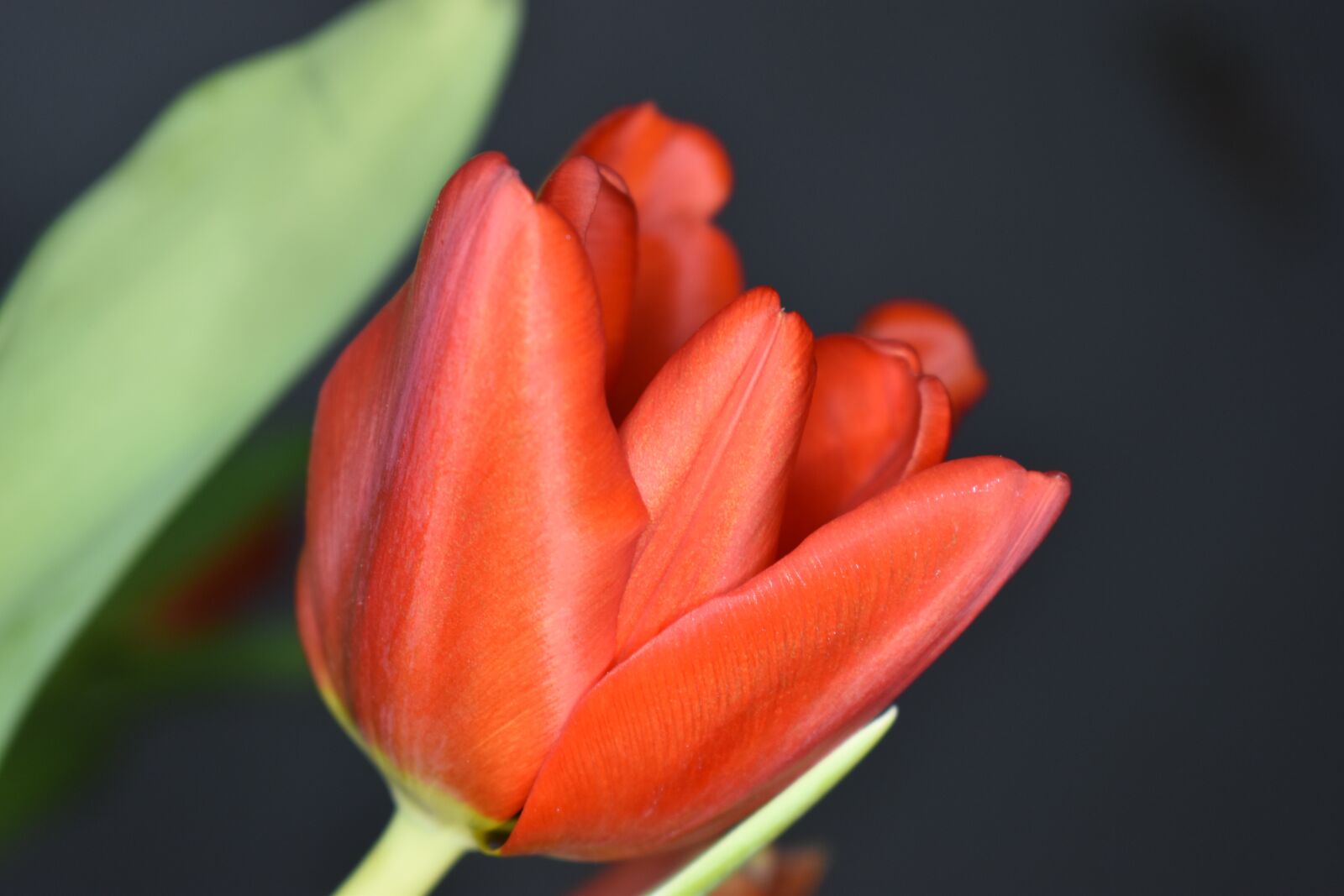 Nikon D5600 sample photo. Tulip, flower, nature photography