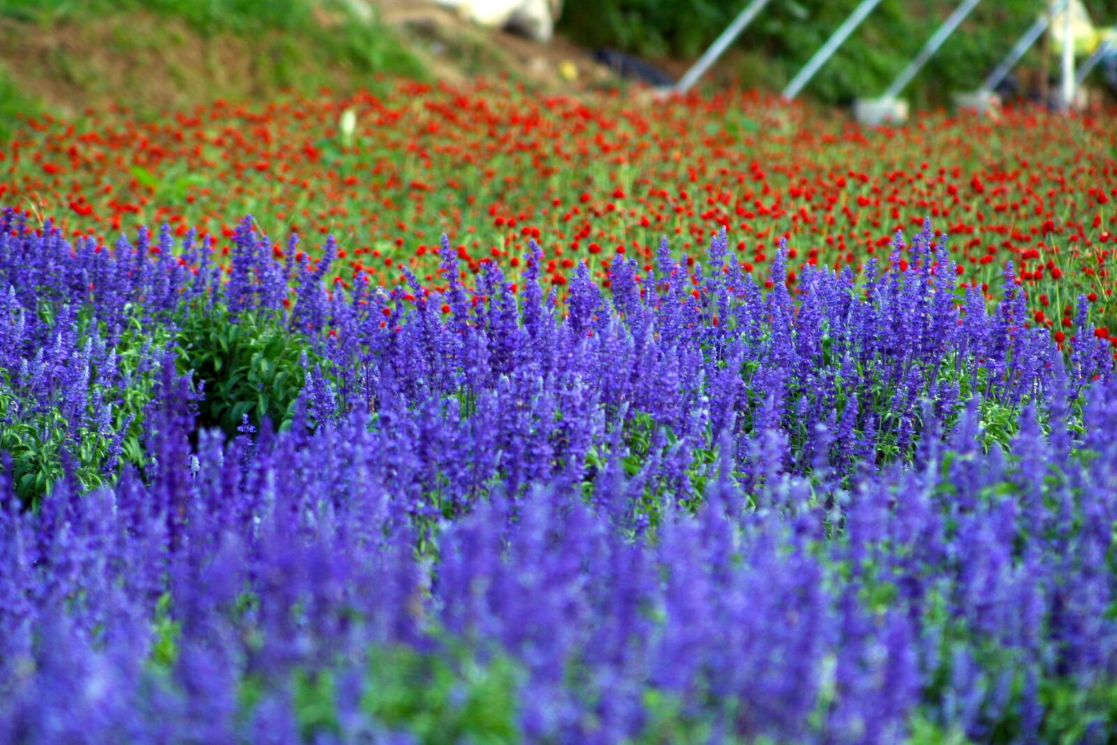 Canon EOS 350D (EOS Digital Rebel XT / EOS Kiss Digital N) sample photo. Field of flowers, purple photography