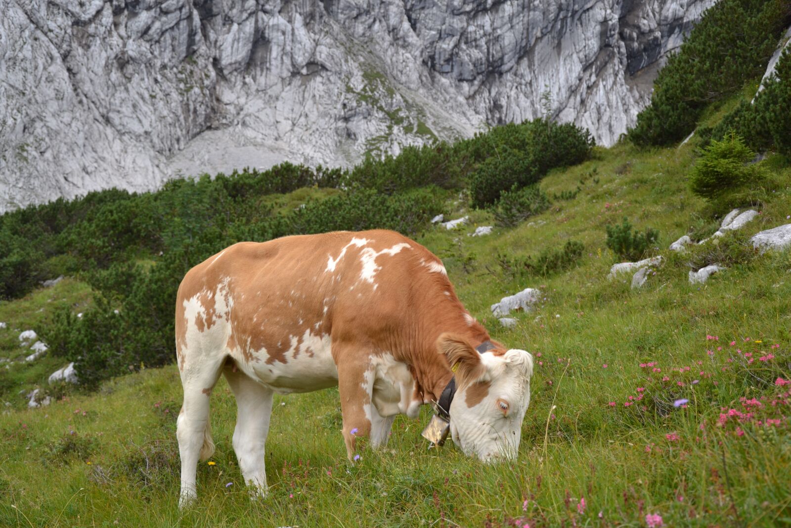 Nikon D3100 sample photo. Allg u, cow, allg photography