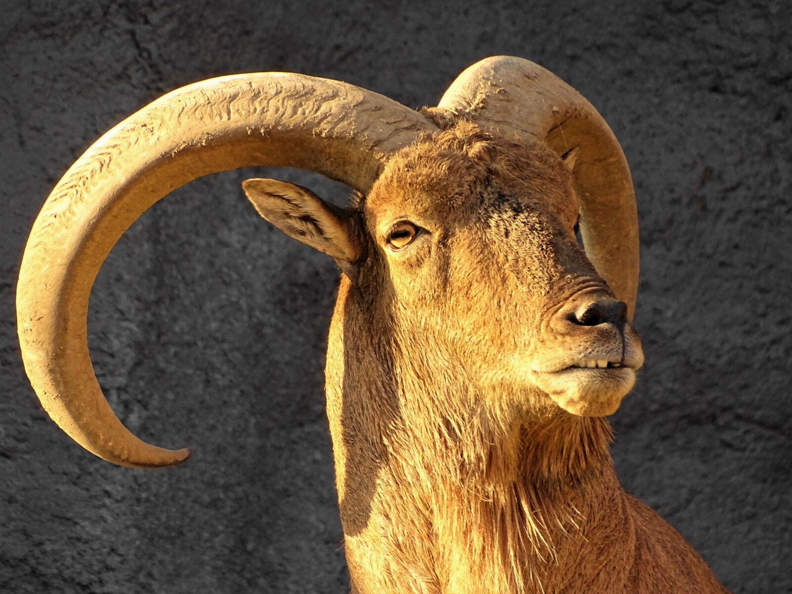 Sony Cyber-shot DSC-HX400V sample photo. Goat, horn, zoo photography