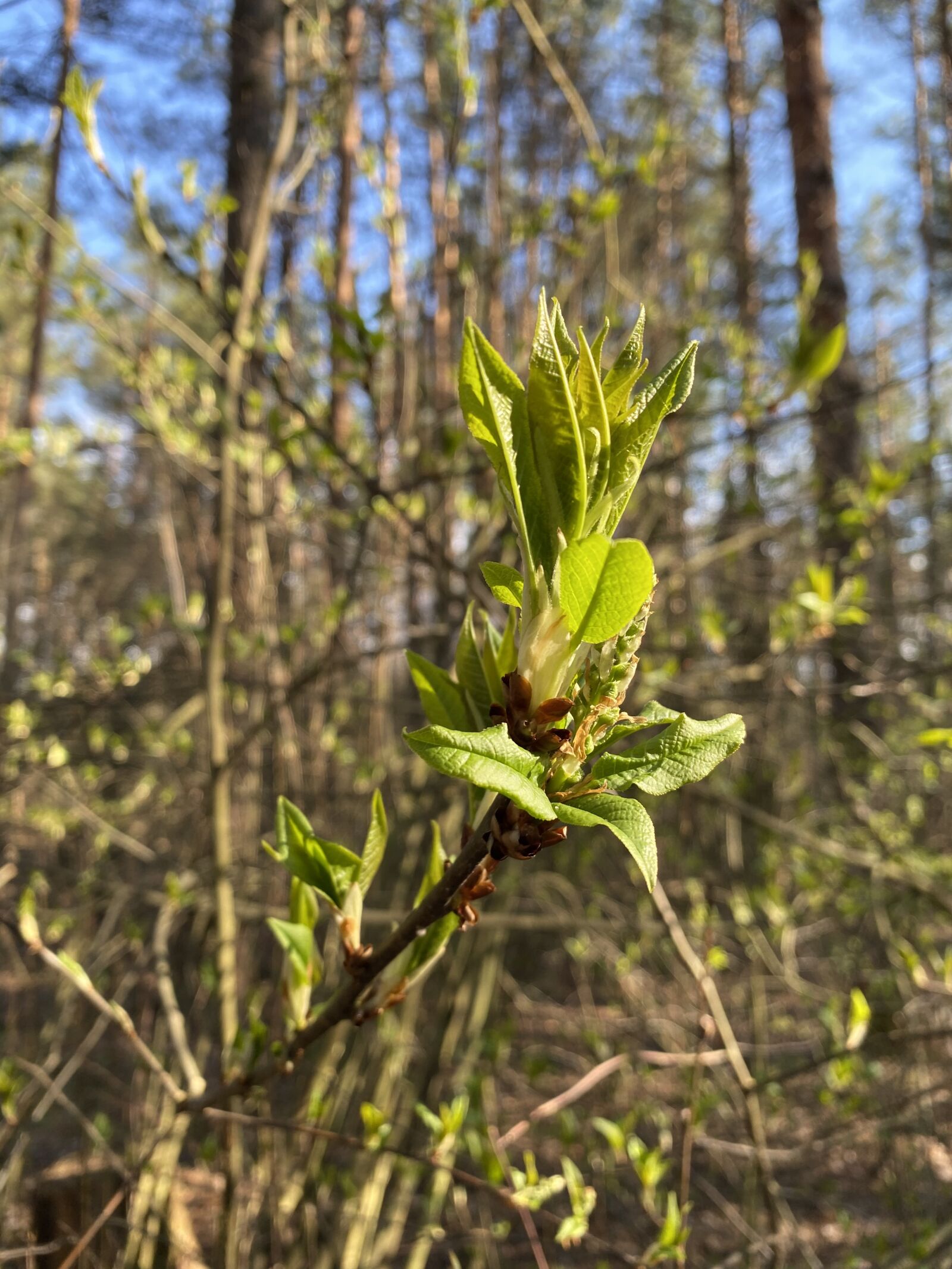Apple iPhone 11 sample photo. Spring, bud, bloom photography