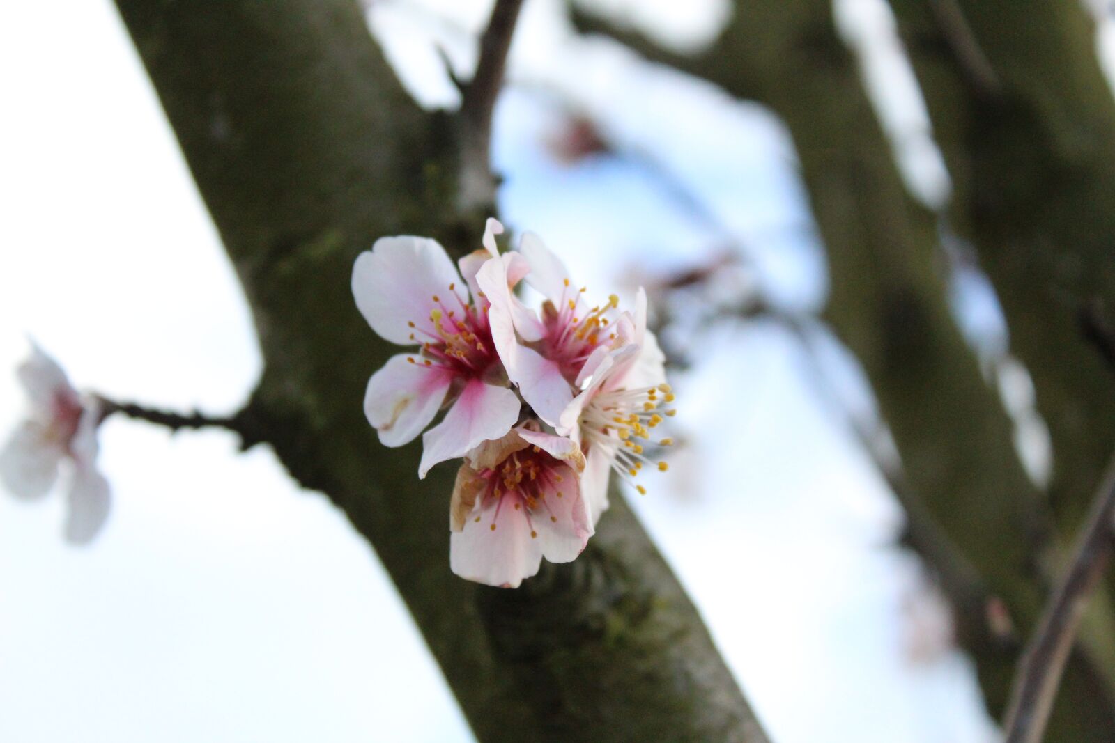Canon EOS 1300D (EOS Rebel T6 / EOS Kiss X80) sample photo. Almond blossom, blossom, bloom photography