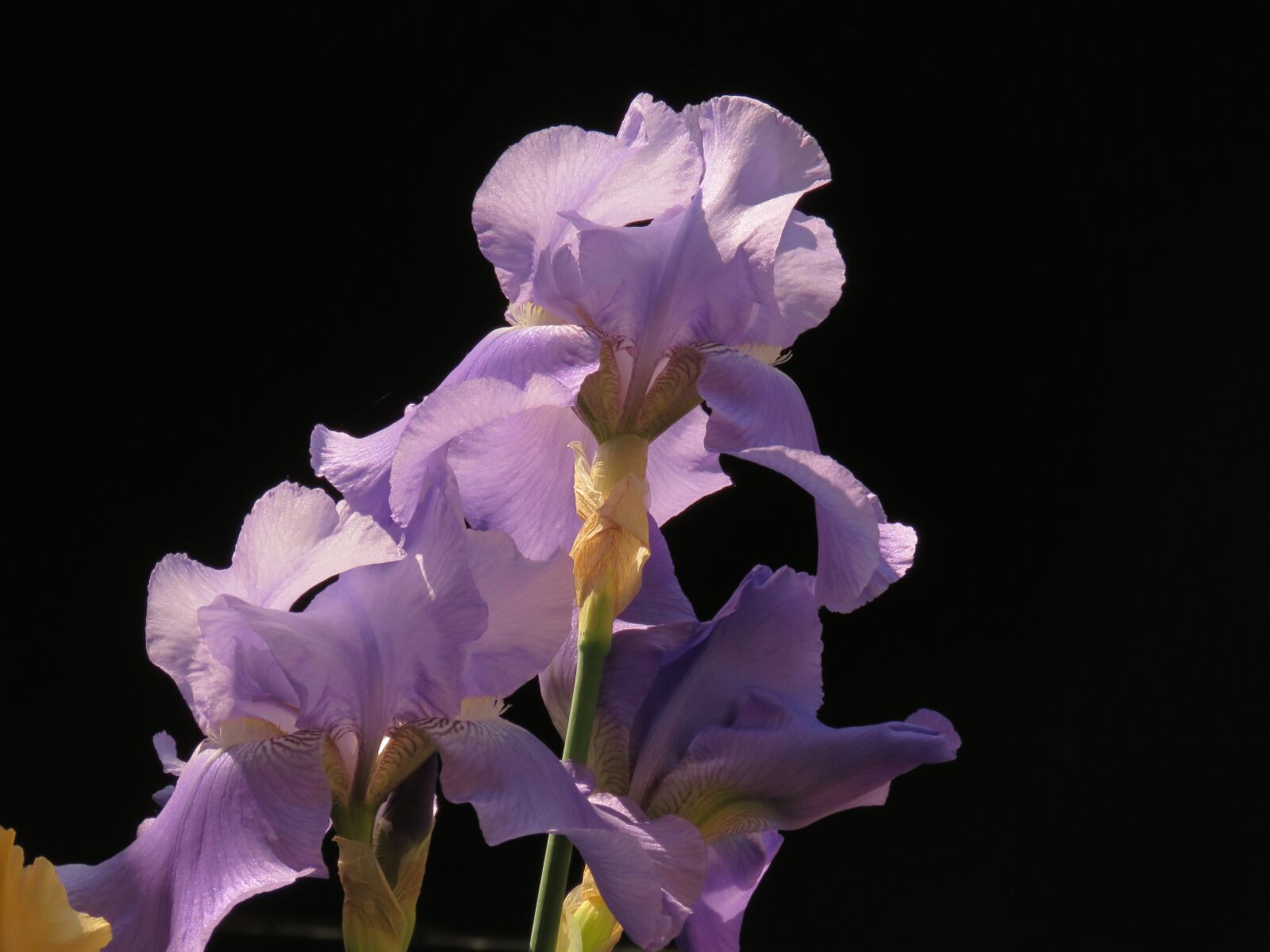 Canon PowerShot SX60 HS sample photo. Plants, flower, iris photography