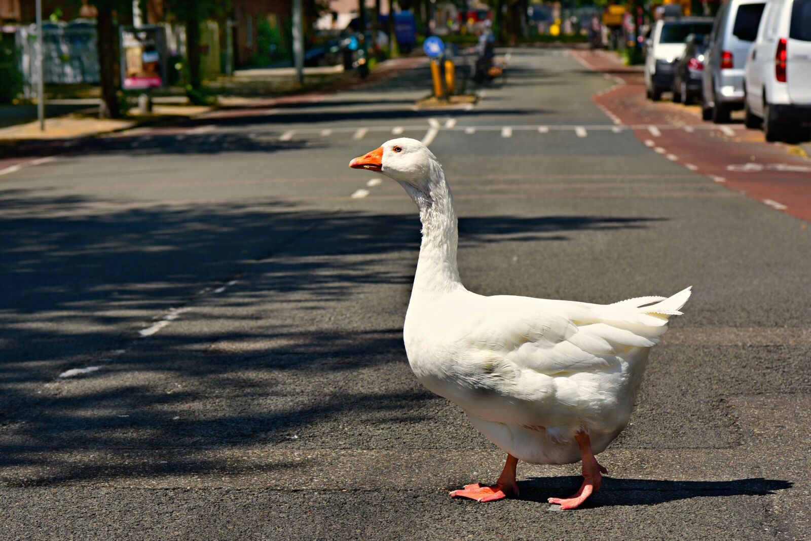 Nikon D750 sample photo. Goose, water bird, fowl photography