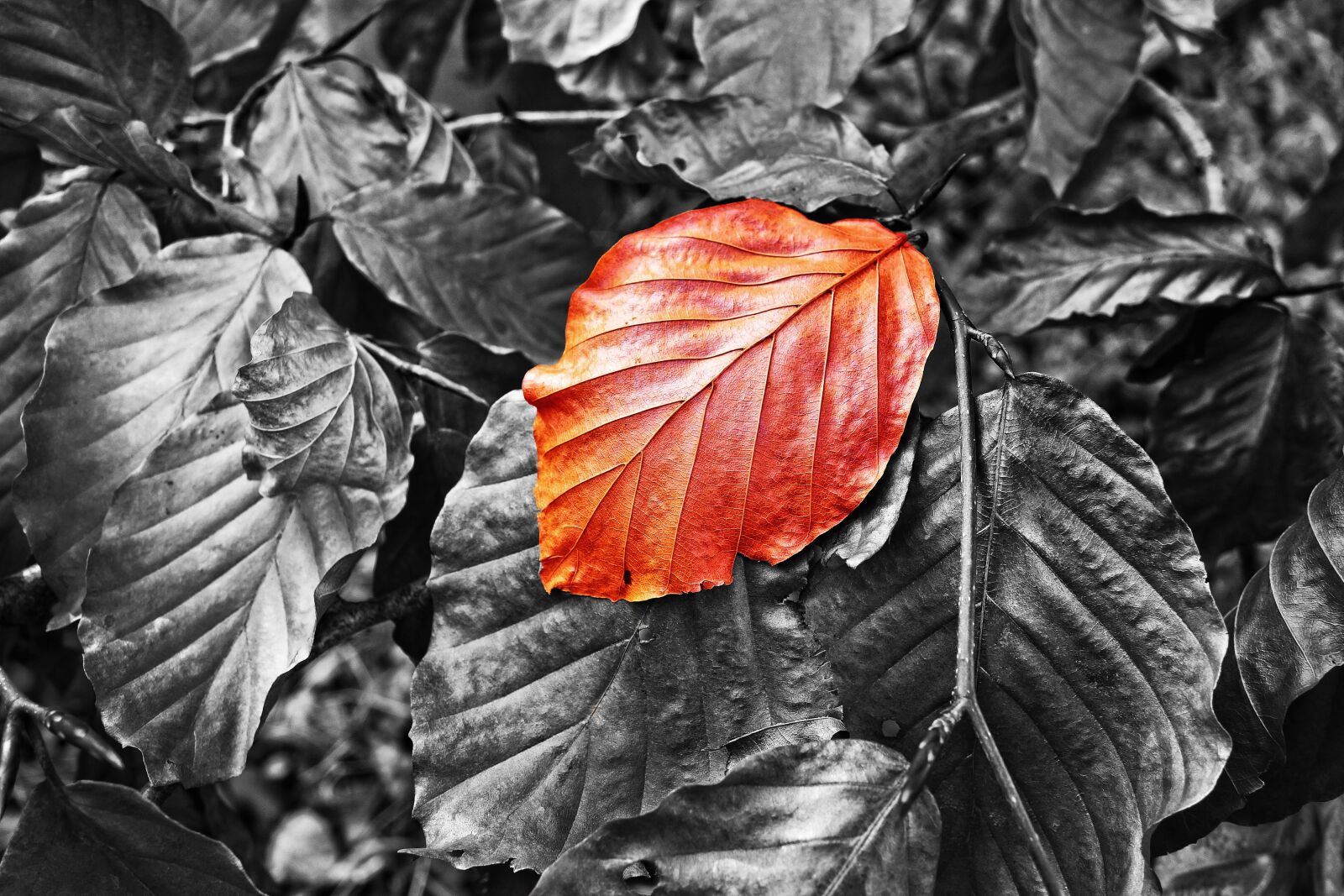 Sony Cyber-shot DSC-RX100 sample photo. Leaf, foliage, twig photography
