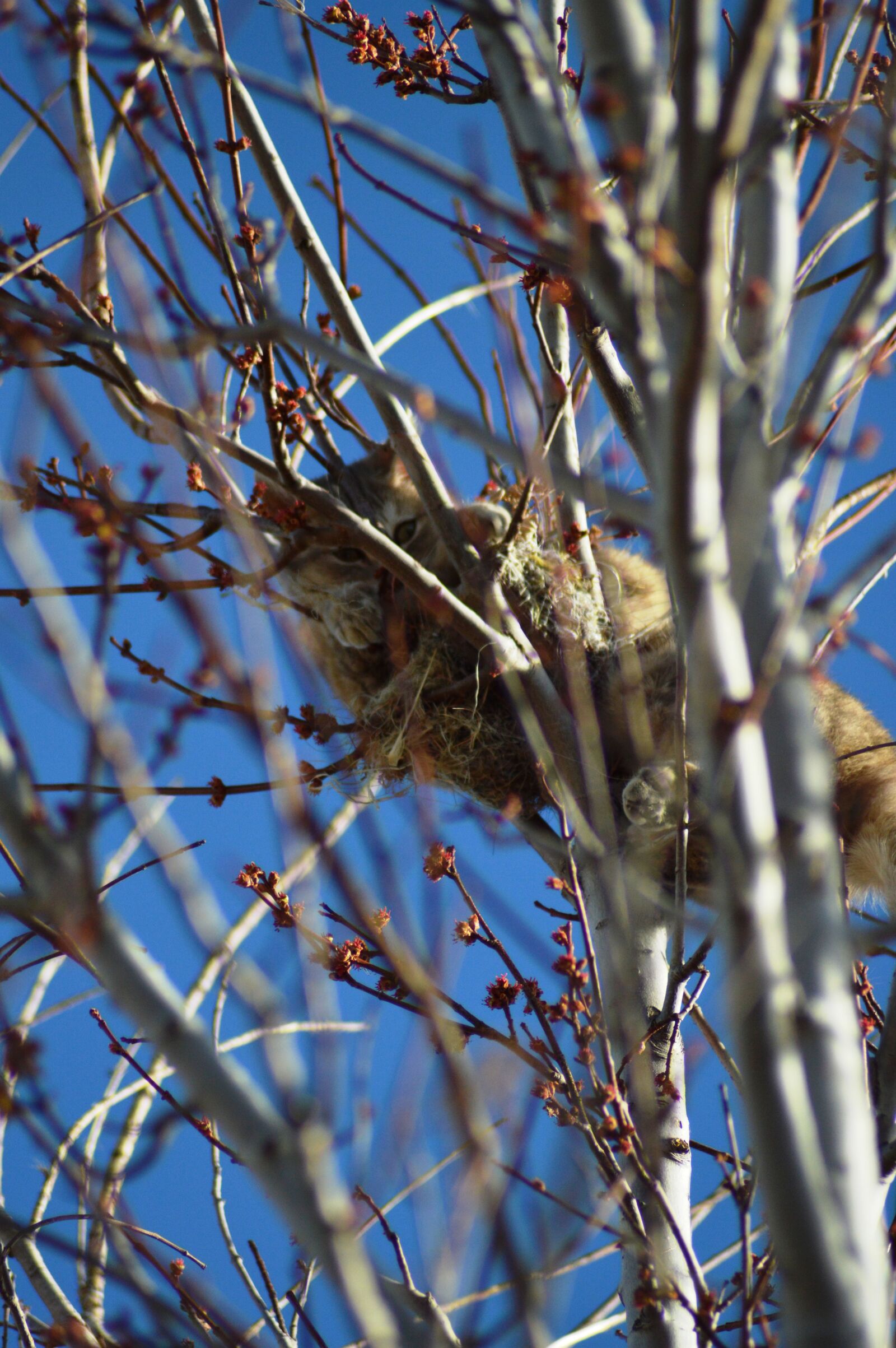 Nikon D3200 sample photo. Cat, in, a, tree photography