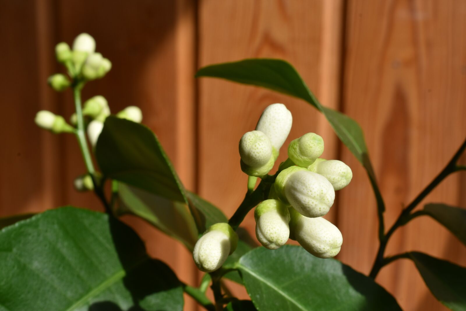 Nikon D3400 sample photo. Lemon, bud, home photography