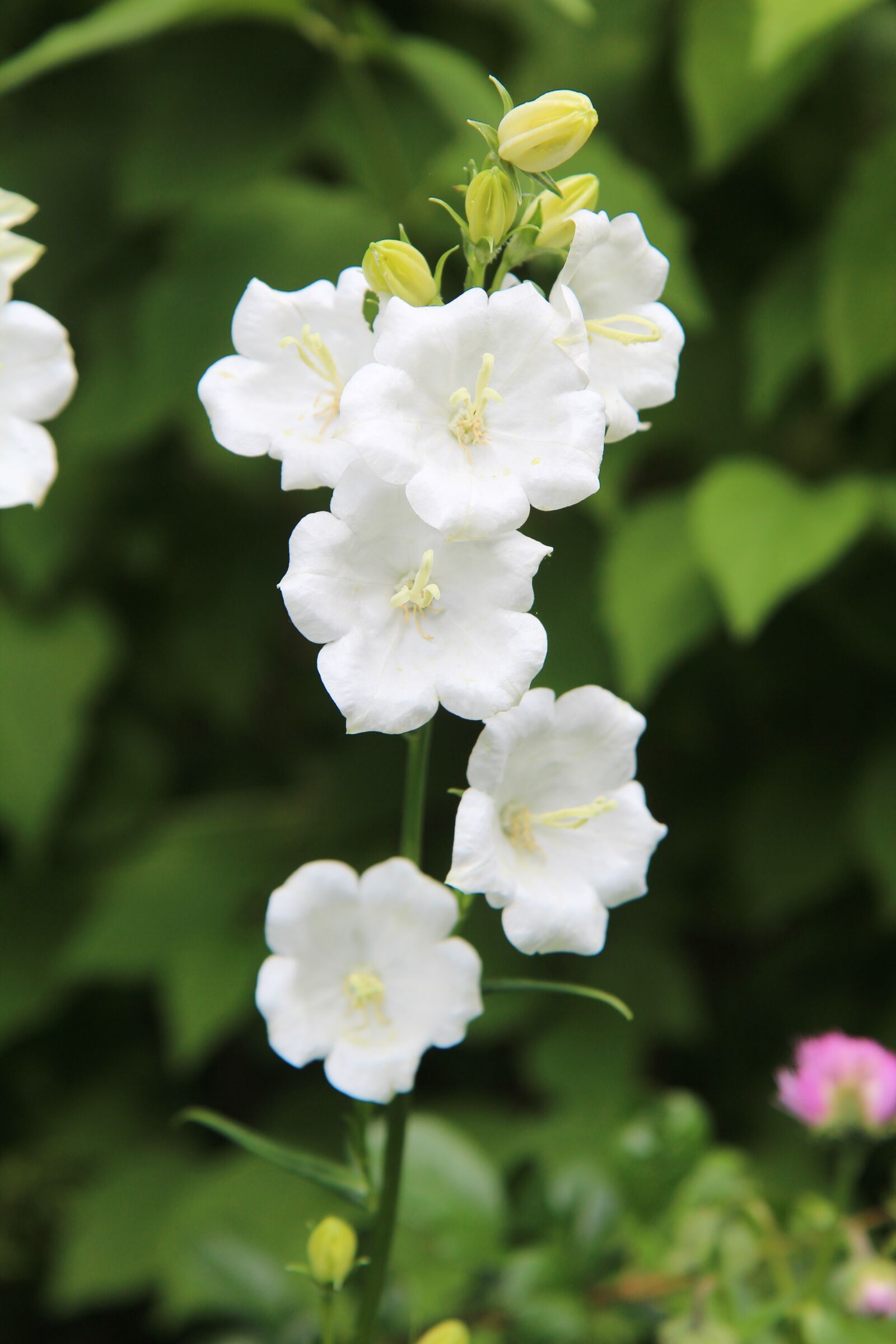 Canon EOS 600D (Rebel EOS T3i / EOS Kiss X5) sample photo. White flowers, nature, flowering photography