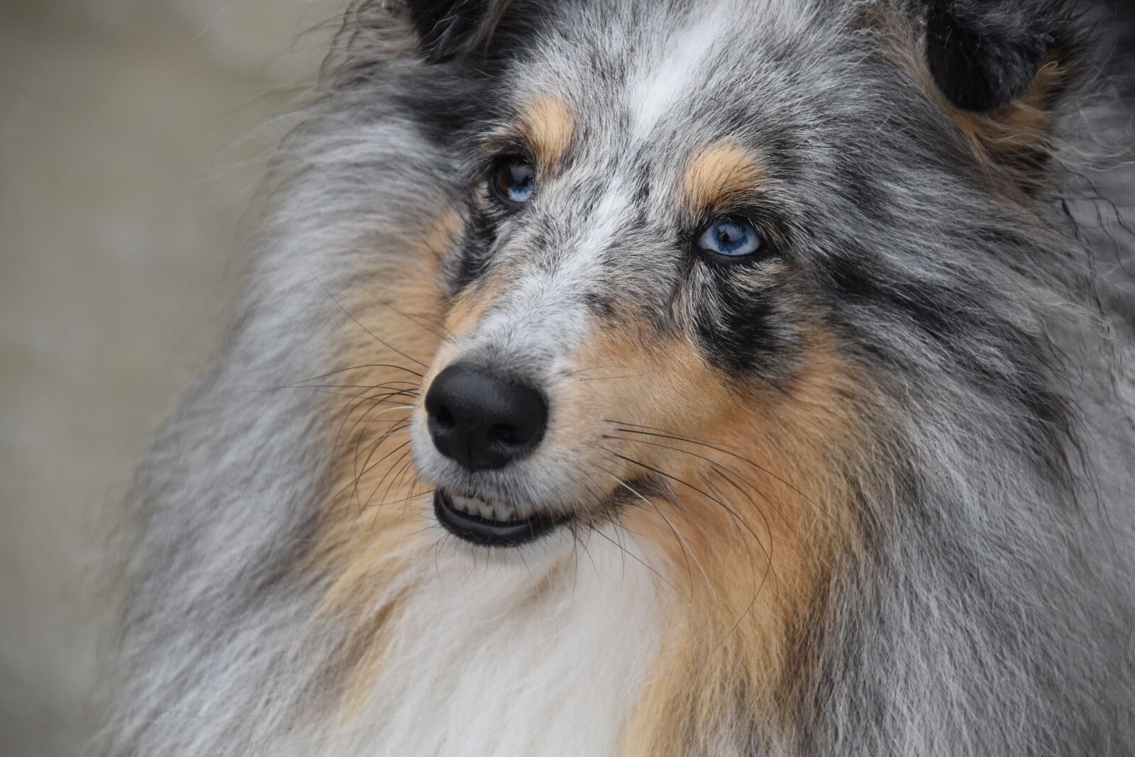 Nikon D5600 sample photo. Dog, shetland sheepdog, pup photography