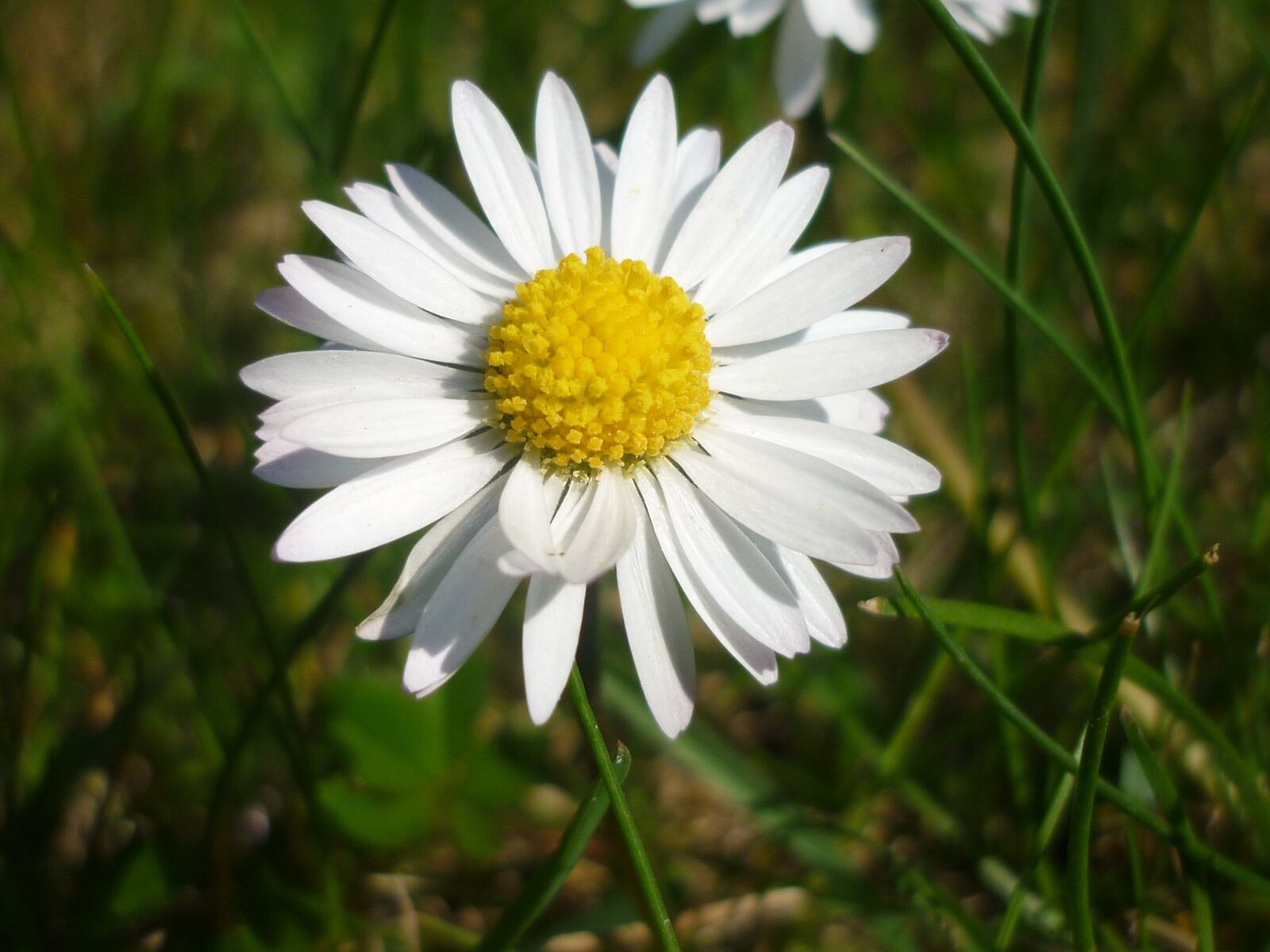 Panasonic DMC-FS62 sample photo. Daisy, flower, white photography