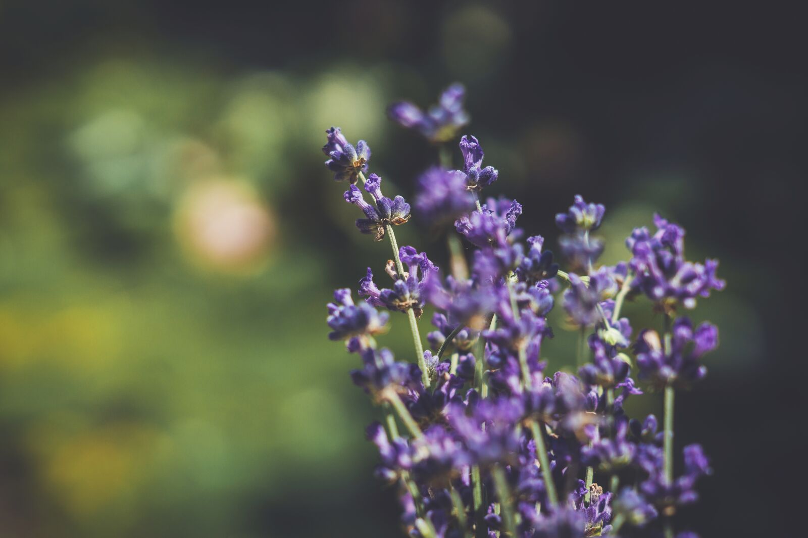Sony DT 50mm F1.8 SAM sample photo. Lavender, flowers, bokeh photography