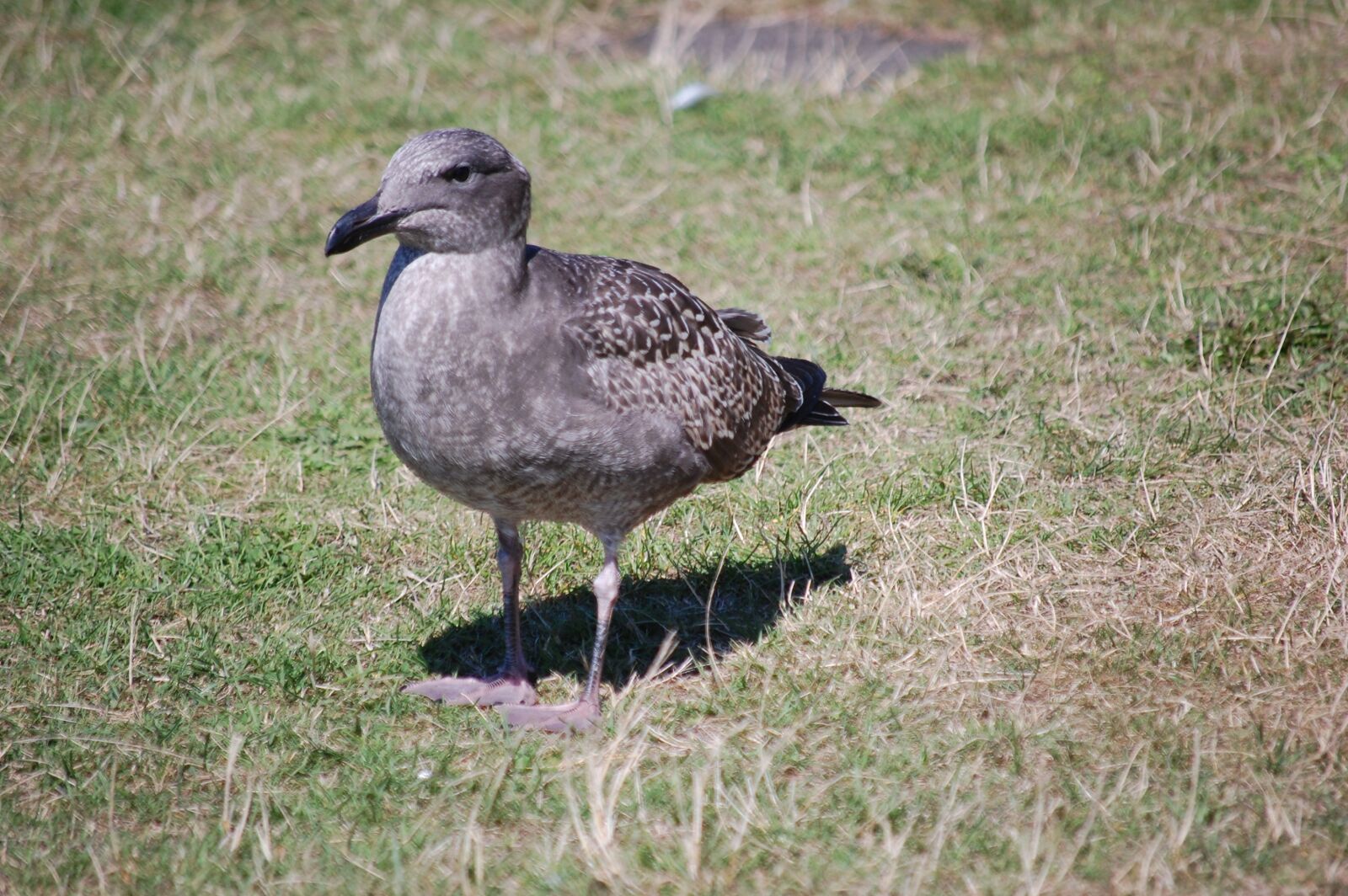 Nikon D40 sample photo. Gull, bird, ocean photography