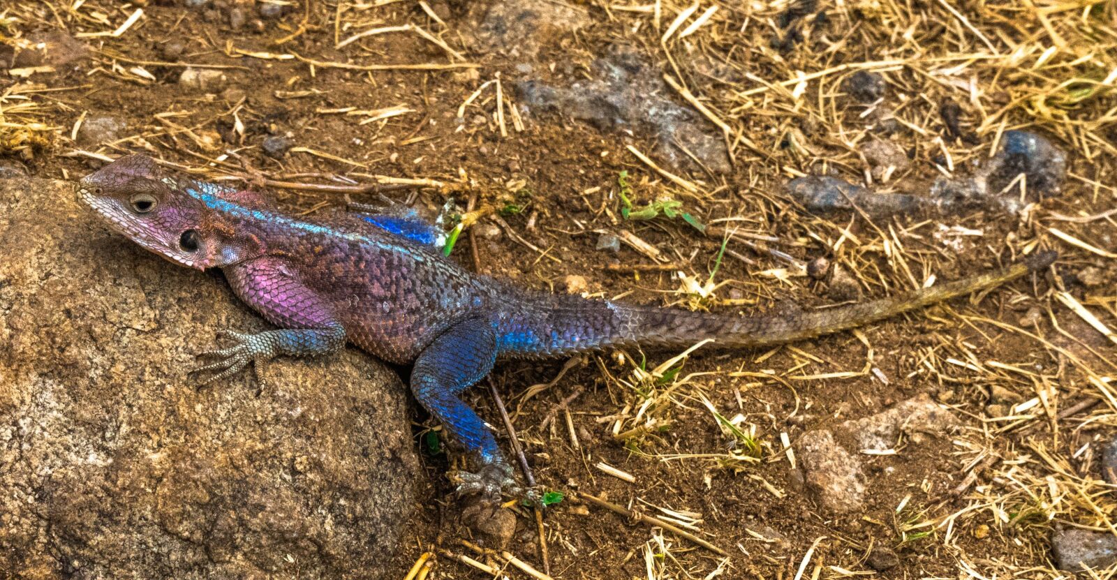 Leica V-Lux (Typ 114) sample photo. Africa, lizard, wildlife photography