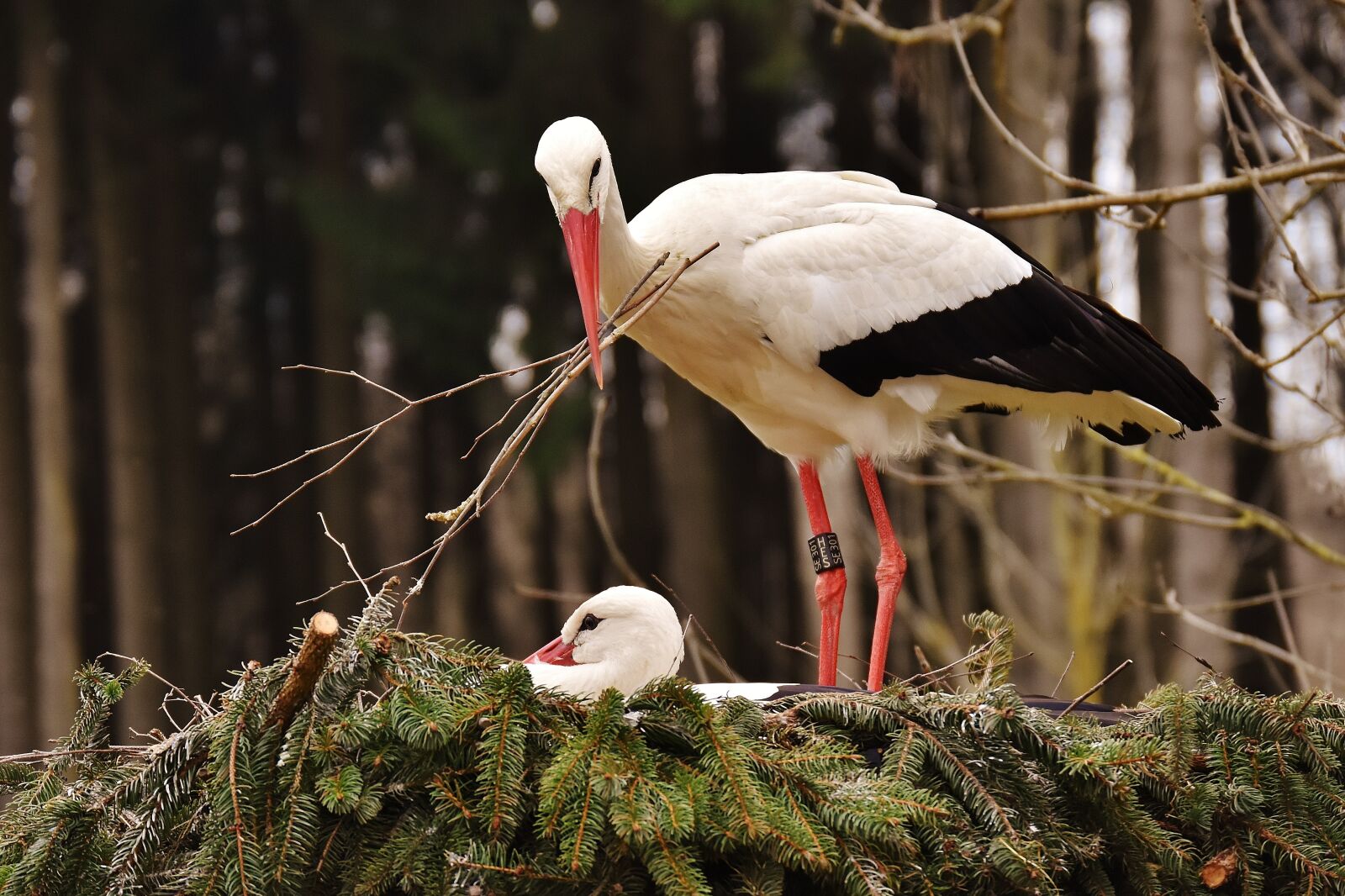 Nikon D7200 sample photo. Storks, nest building, pair photography