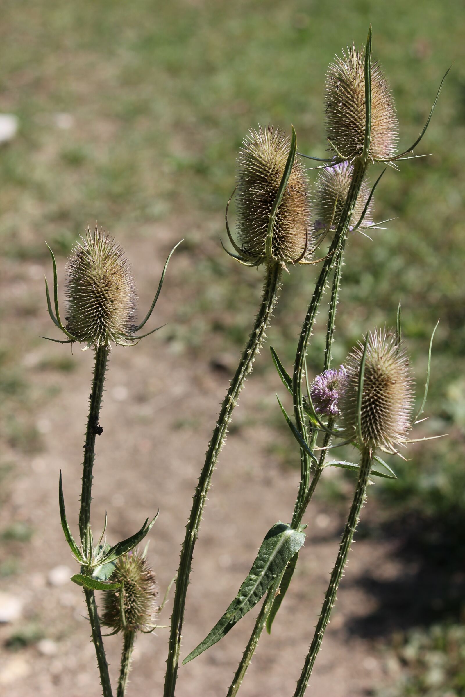 Canon EOS 550D (EOS Rebel T2i / EOS Kiss X4) sample photo. Thistles, nature, thorny photography