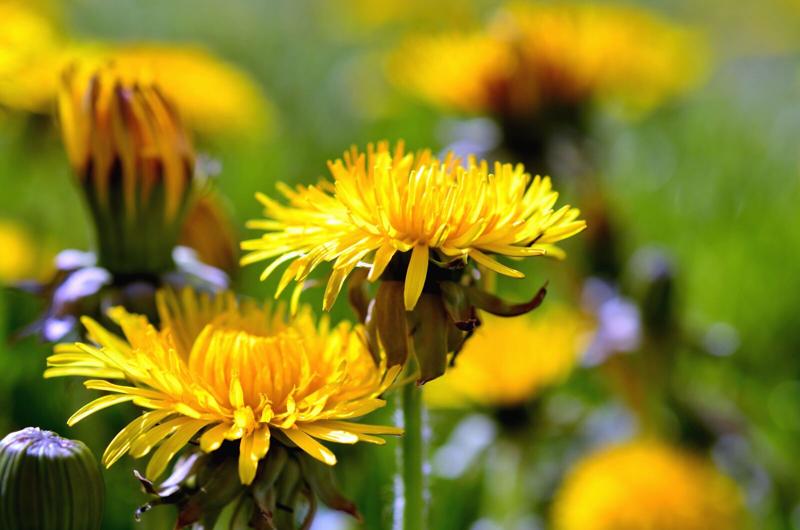 Nikon D5100 sample photo. Dandelion, flower, flowering, haulm photography