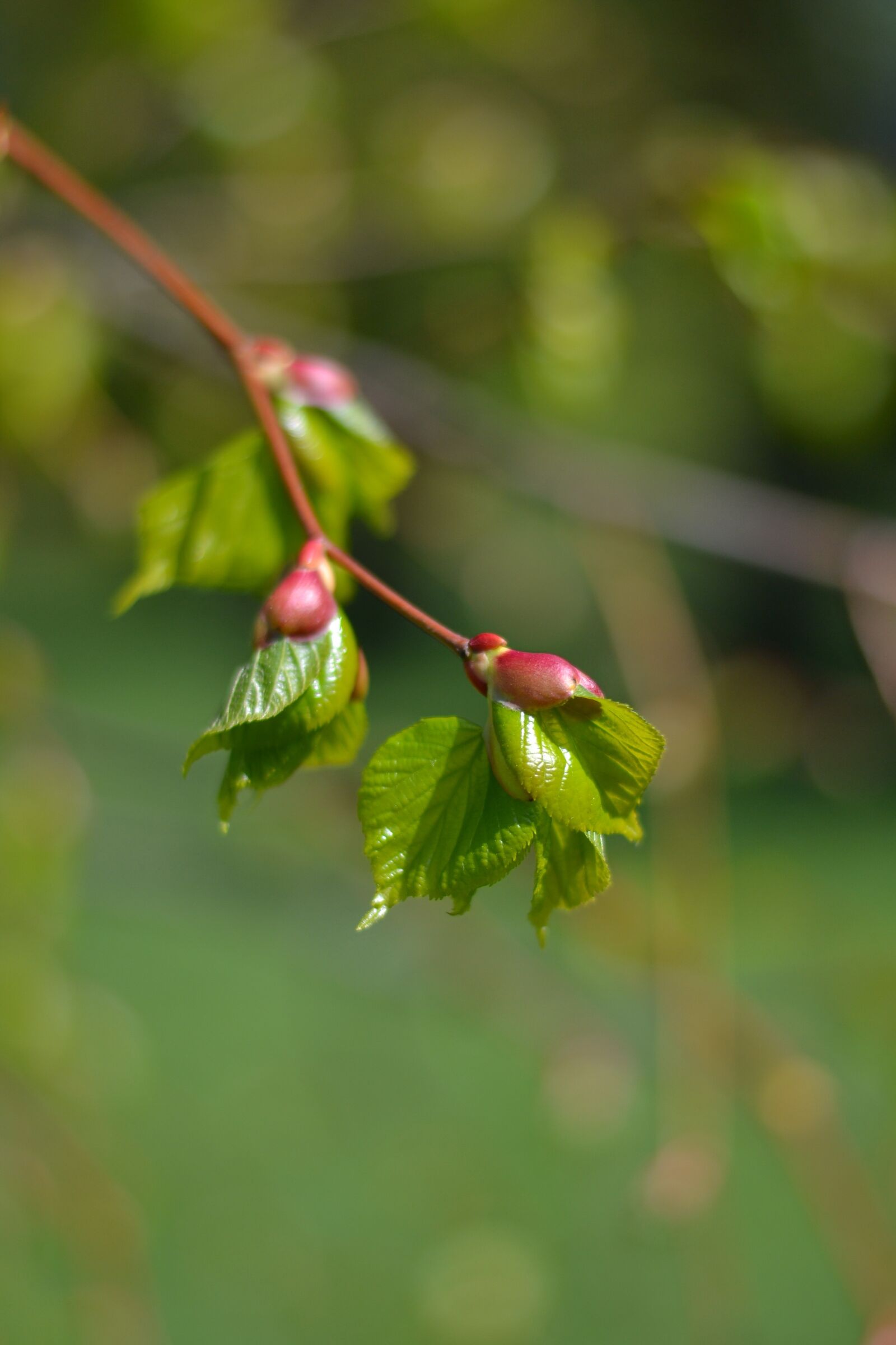 Nikon D3100 sample photo. Flower, green, floral photography