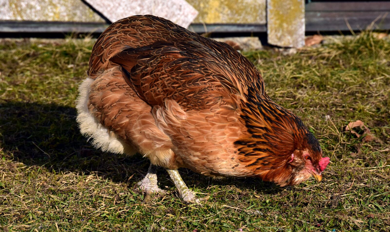 Nikon D3300 sample photo. Farm, animal, nature photography
