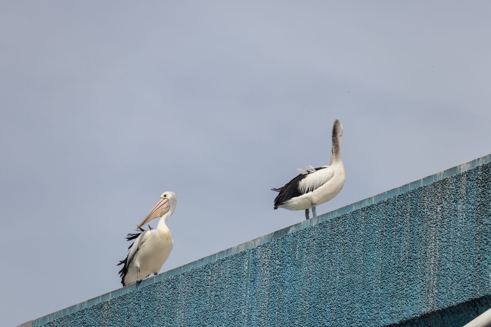 Canon EOS 200D (EOS Rebel SL2 / EOS Kiss X9) sample photo. Pelicans, outdoors, blue photography