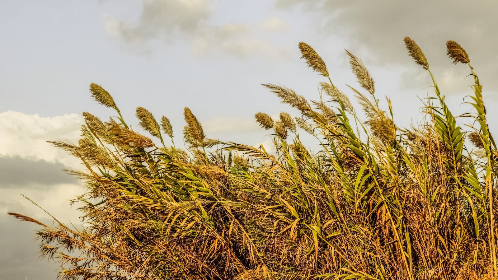 Nikon D3300 sample photo. Reeds, sky, clouds photography