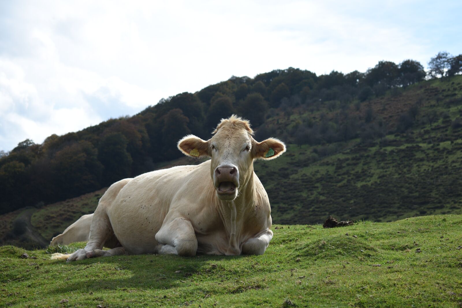 Nikon D3400 sample photo. Animals, cow, livestock photography
