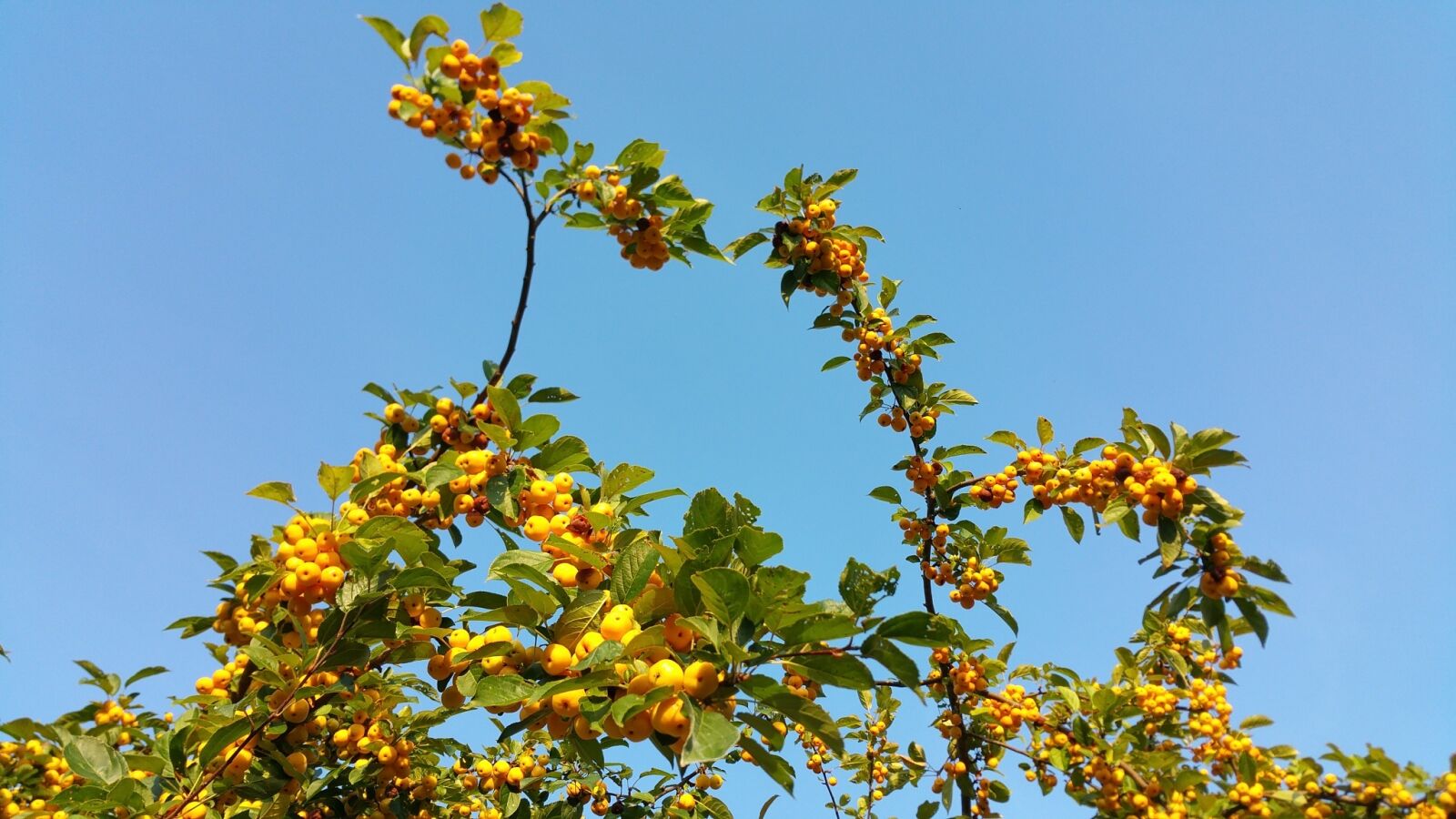 Samsung Galaxy Note4 sample photo. Autumn beginning, autumn, sky photography