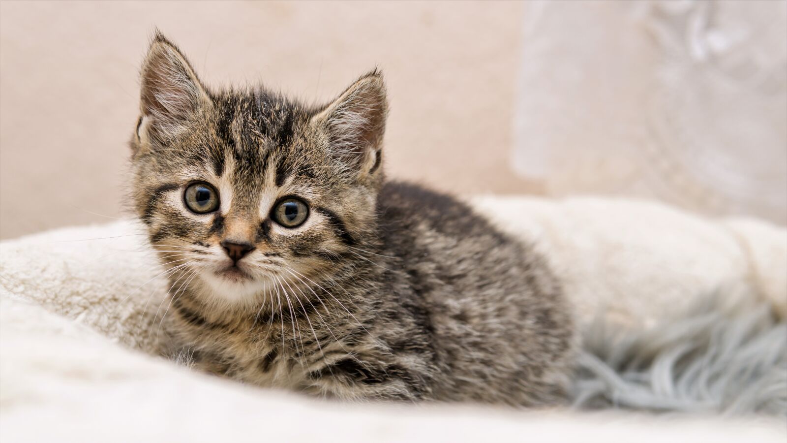 30mm F1.4 DC DN | Contemporary 016 sample photo. Kitten, cat baby, small photography