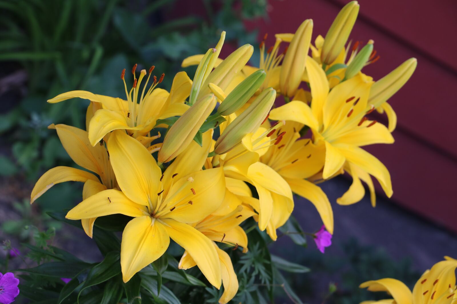 Canon EOS 750D (EOS Rebel T6i / EOS Kiss X8i) sample photo. Lilly, yellow, flowers photography