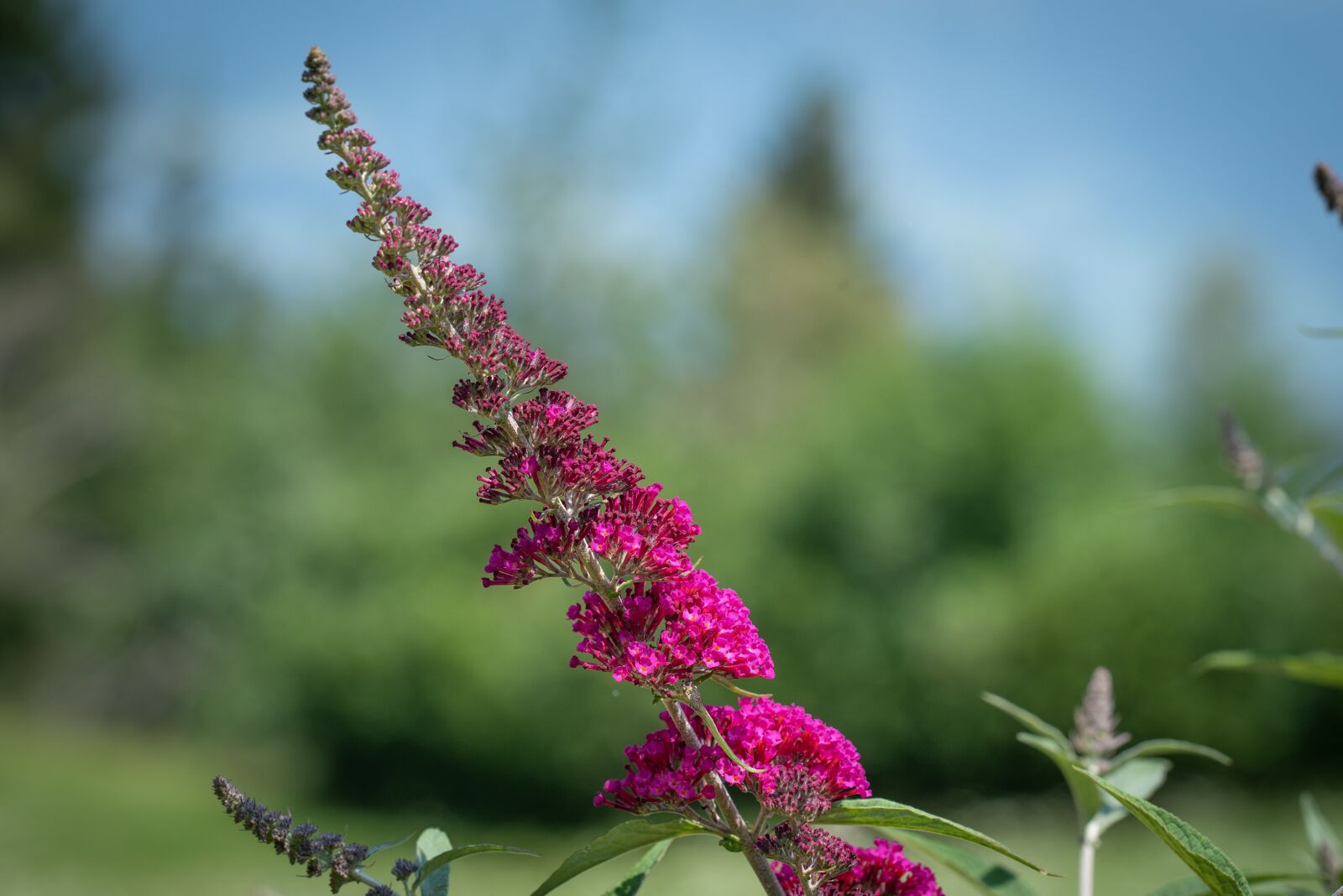 Nikon D750 sample photo. Summer lilac, pink, flowers photography