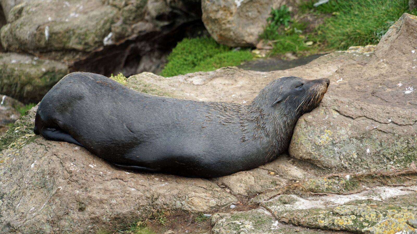 Sony a7 + Sony FE 24-240mm F3.5-6.3 OSS sample photo. Seerobbe, sea lion, doze photography