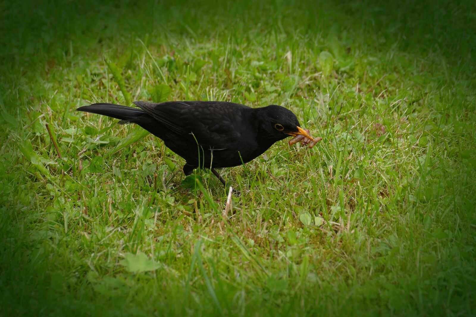 Leica V-Lux (Typ 114) sample photo. Blackbird, turdus merula, true photography