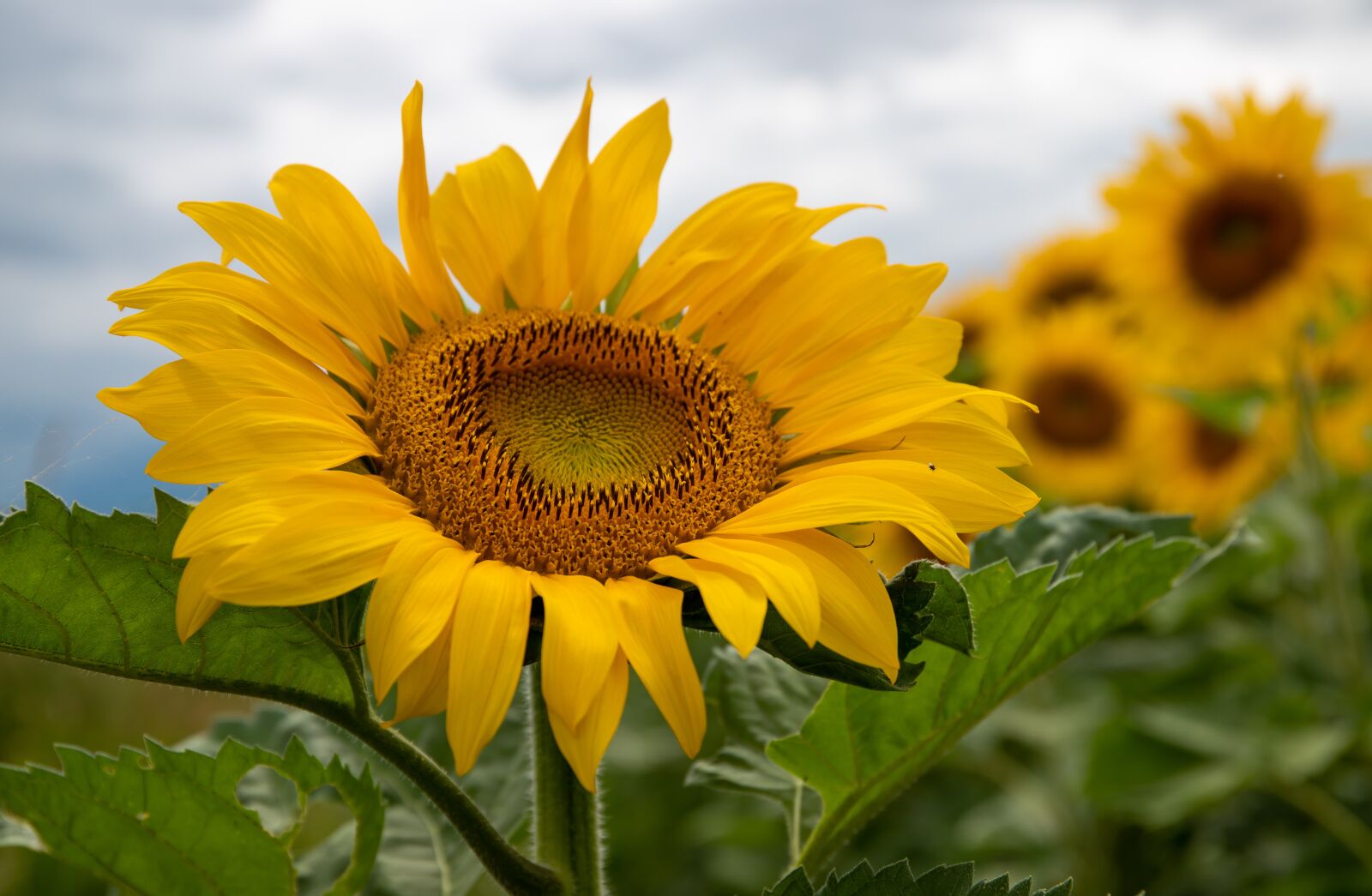 Canon EOS 6D Mark II + Canon EF 24-70mm F4L IS USM sample photo. Sunflowers, savoie, yellow photography