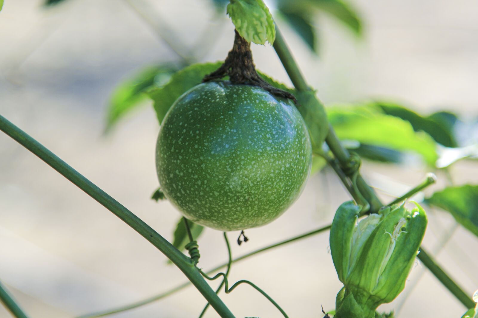 Canon EOS 60D + Canon EF 24-105mm F4L IS USM sample photo. Plant, fruit, food photography