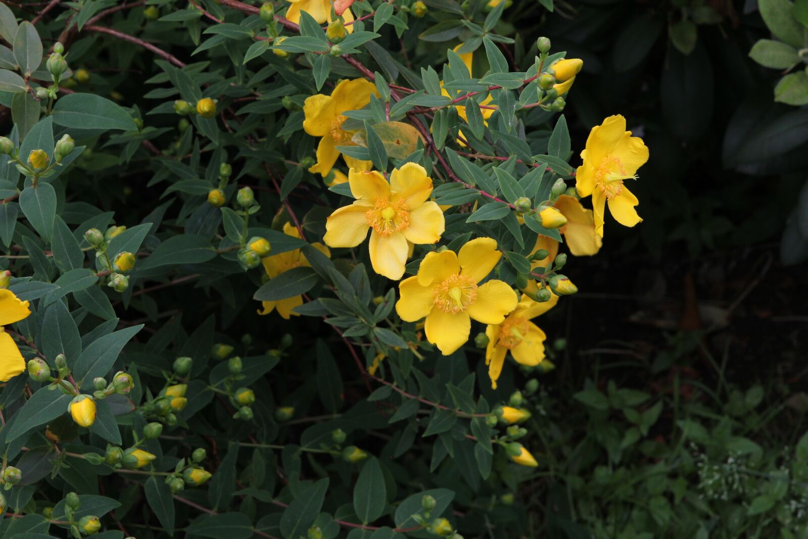 Canon EOS 550D (EOS Rebel T2i / EOS Kiss X4) sample photo. Flower, yellow flower, garden photography