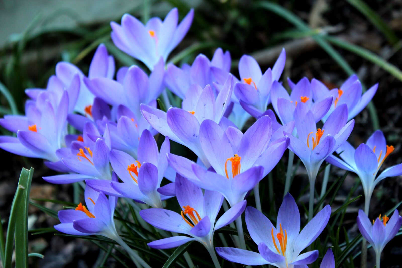 Canon EOS 600D (Rebel EOS T3i / EOS Kiss X5) sample photo. Crocus, flowers, flower photography