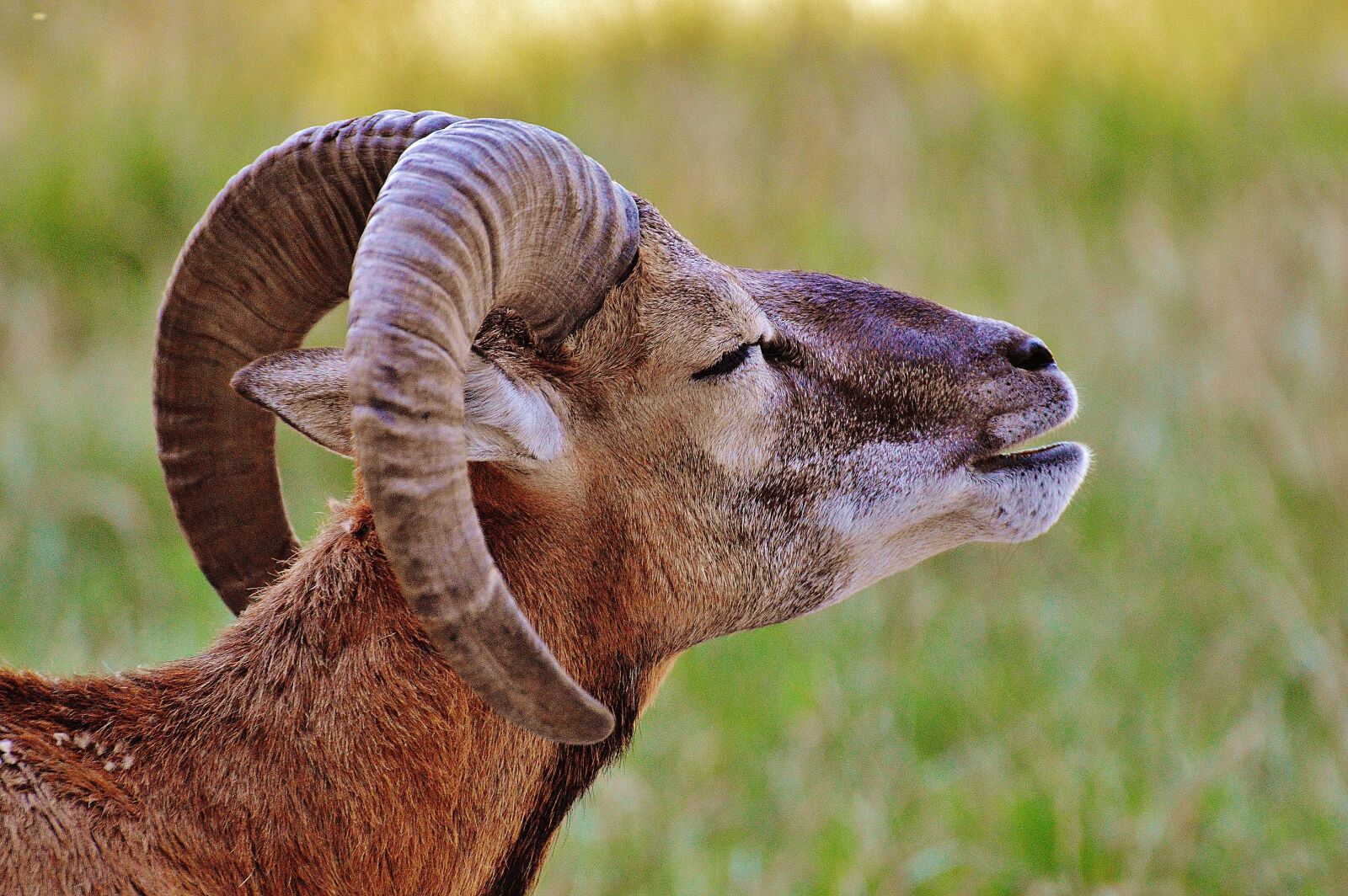 Nikon D3200 sample photo. Aries, wild, free running photography